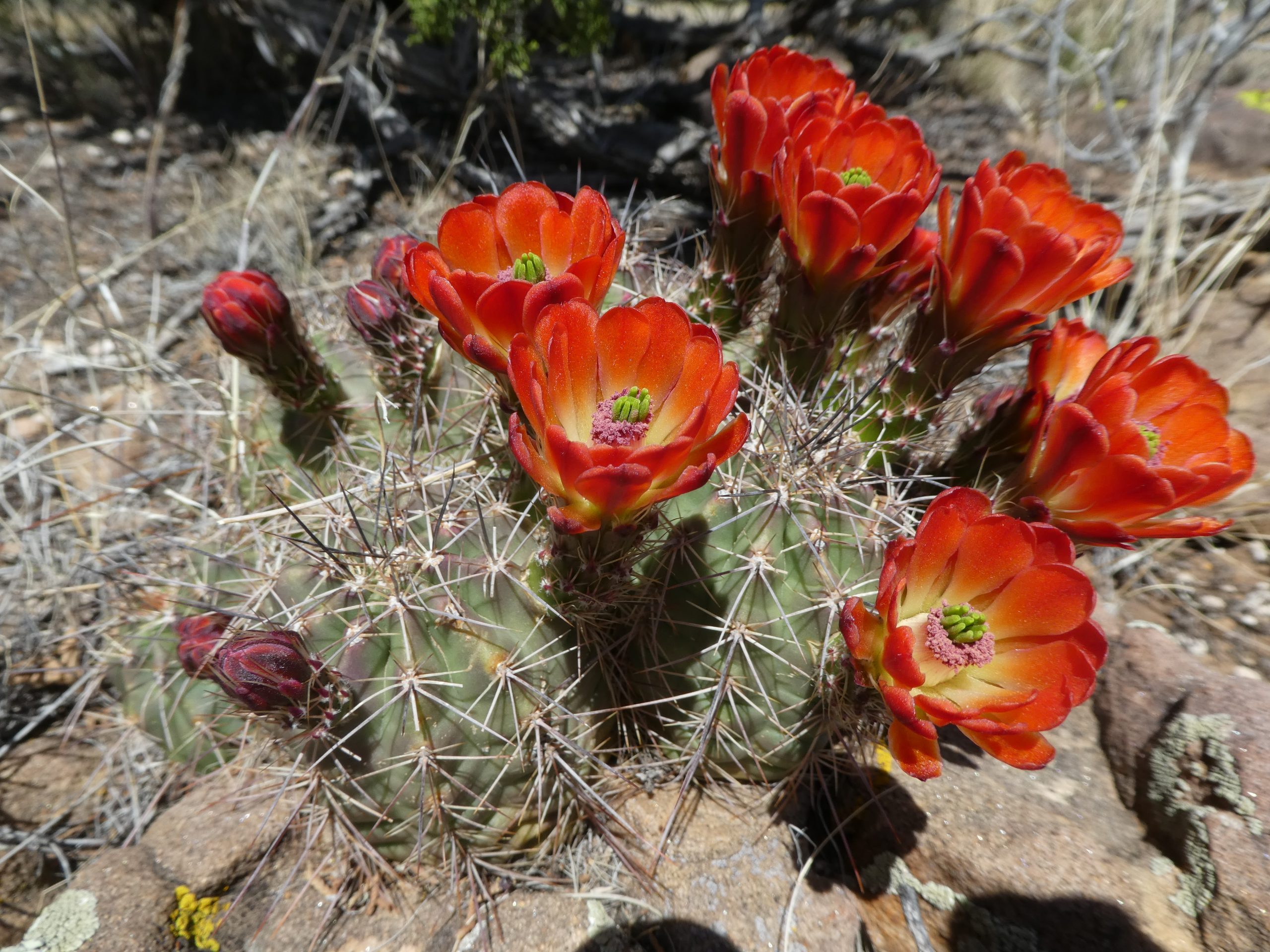 Echinocereus triglochidiatus