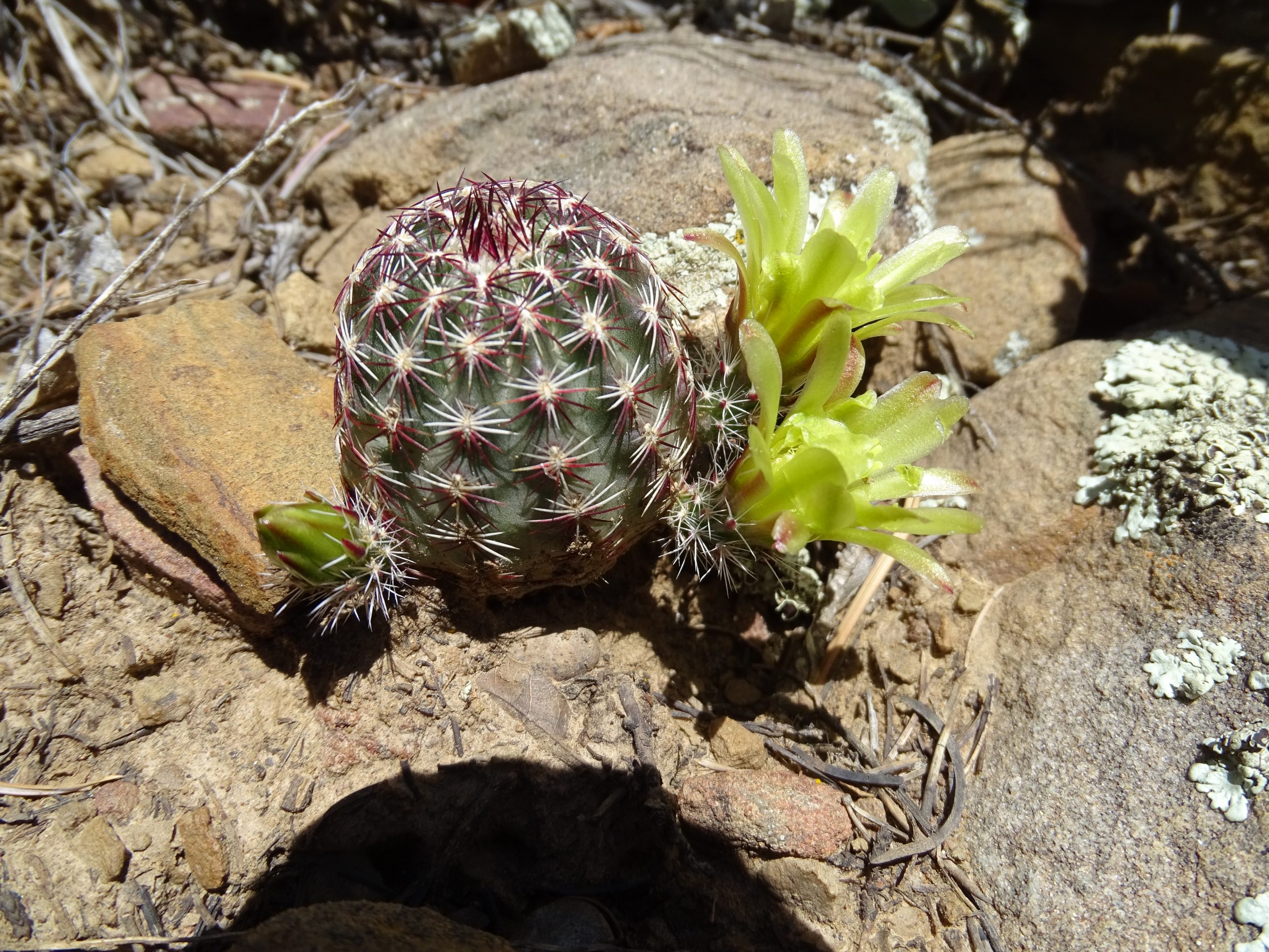 Echinocereus viridiflora