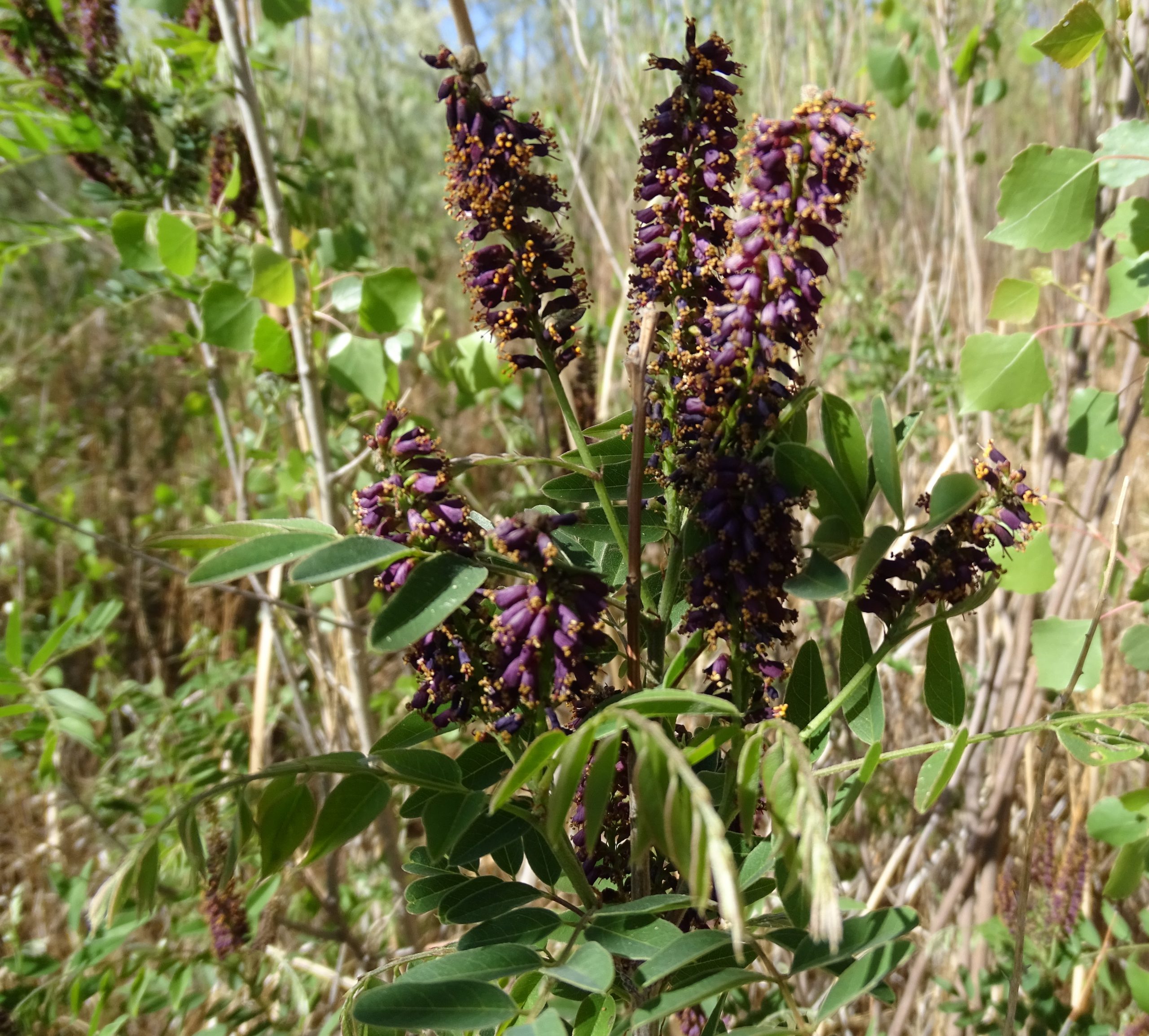 Amorpha fruticosa