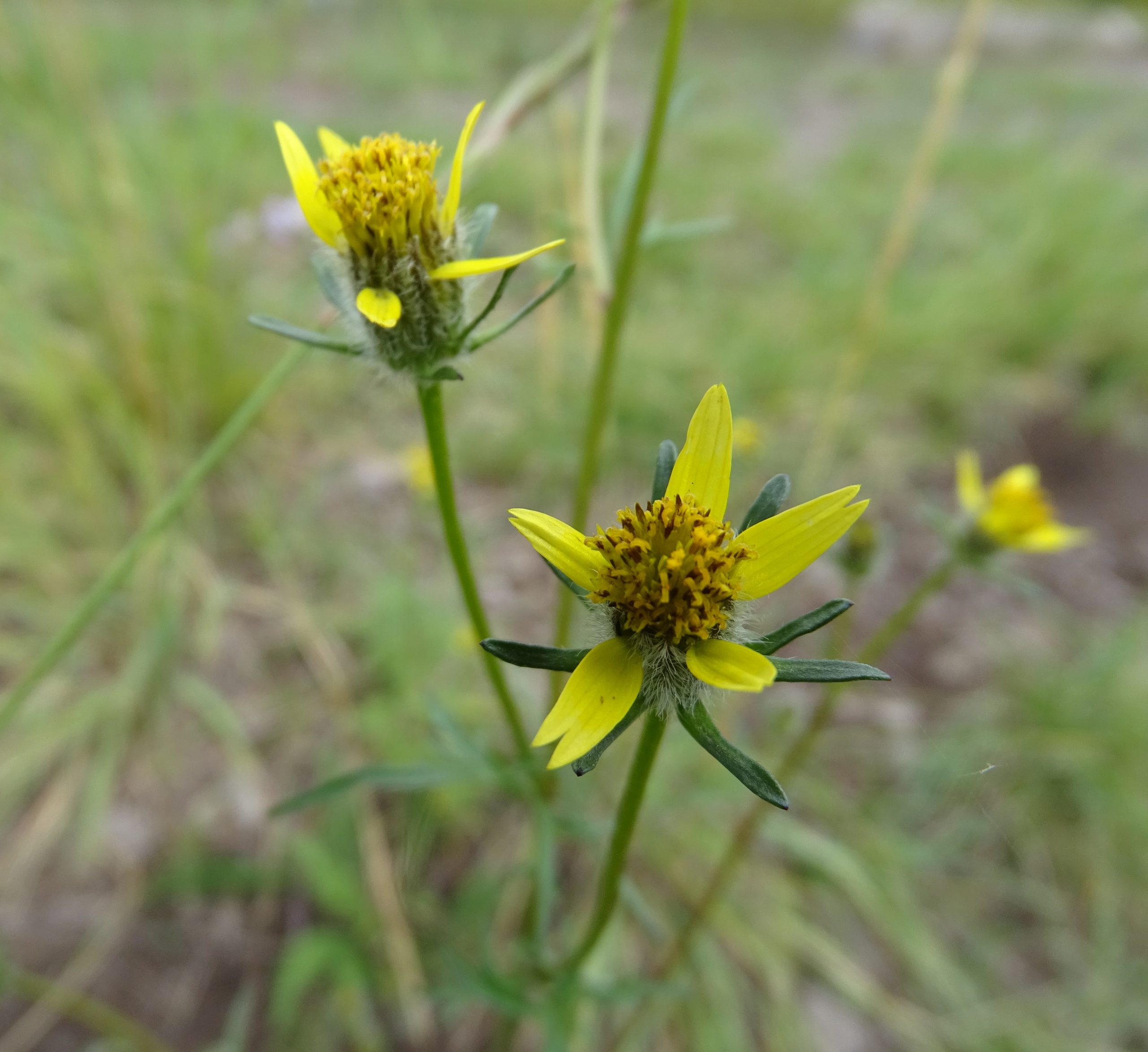 Bidens tenuisecta