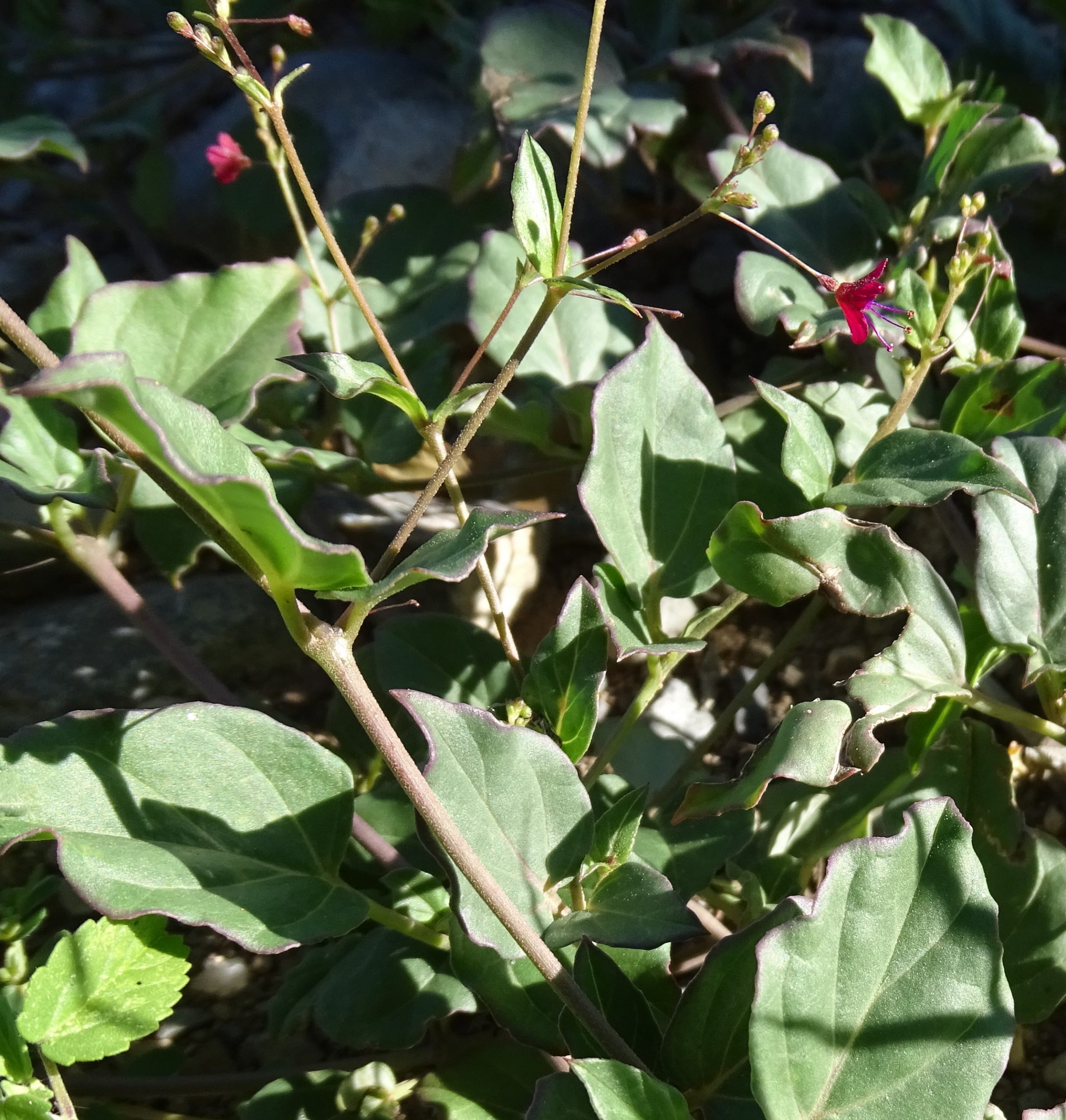 Boerhavia coccinea