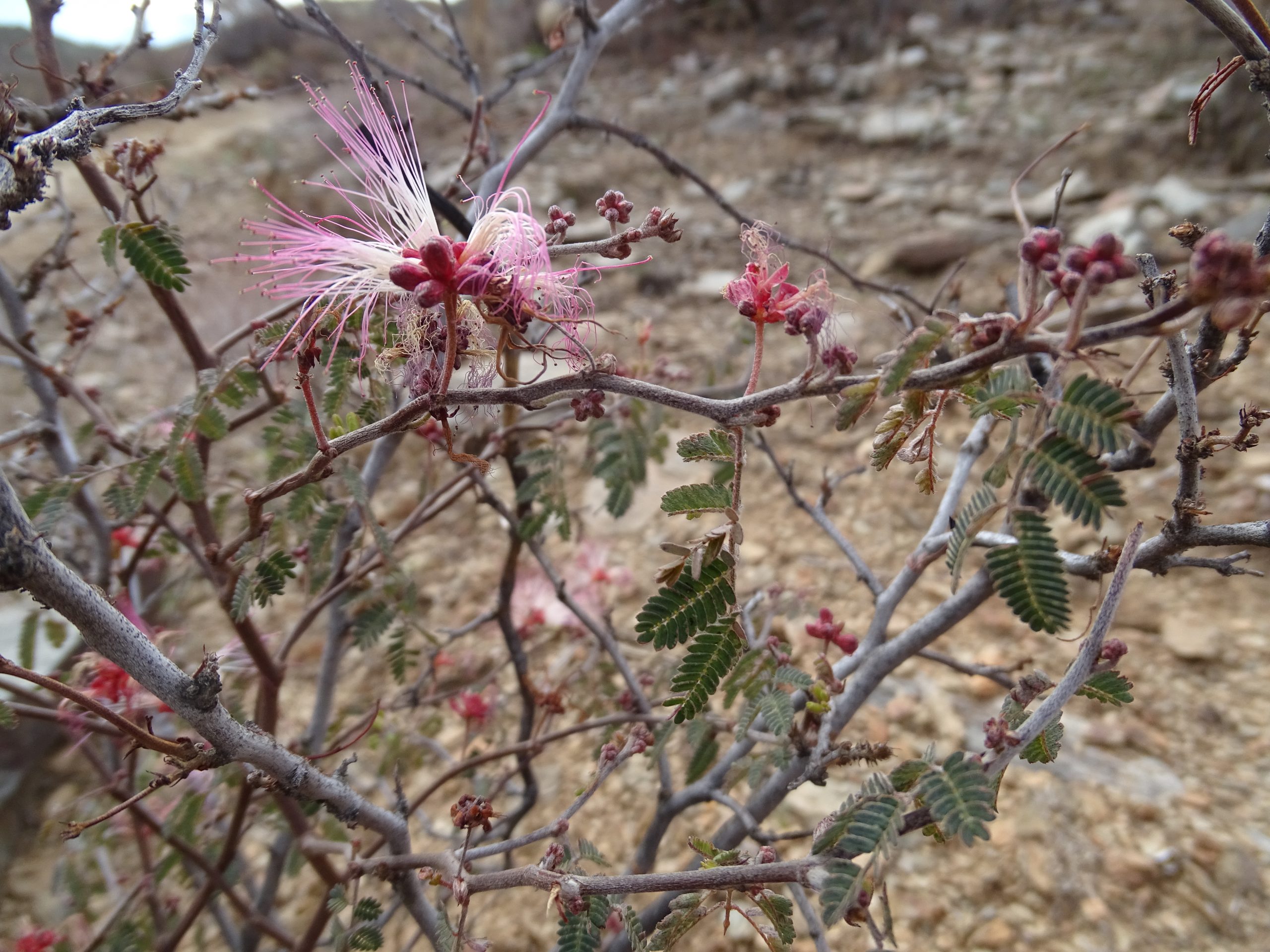 Calliandra eriophylla