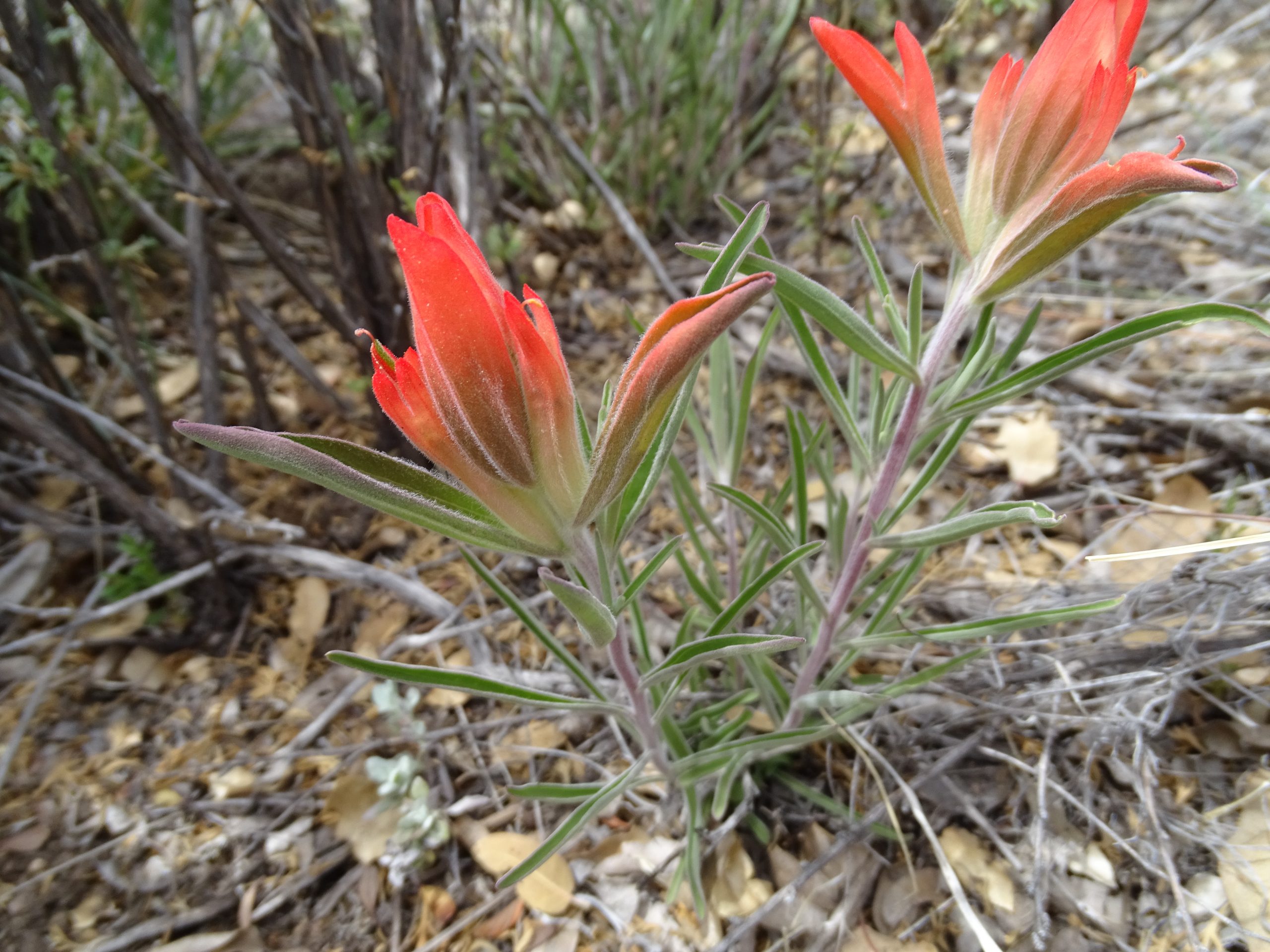 Castilleja integra