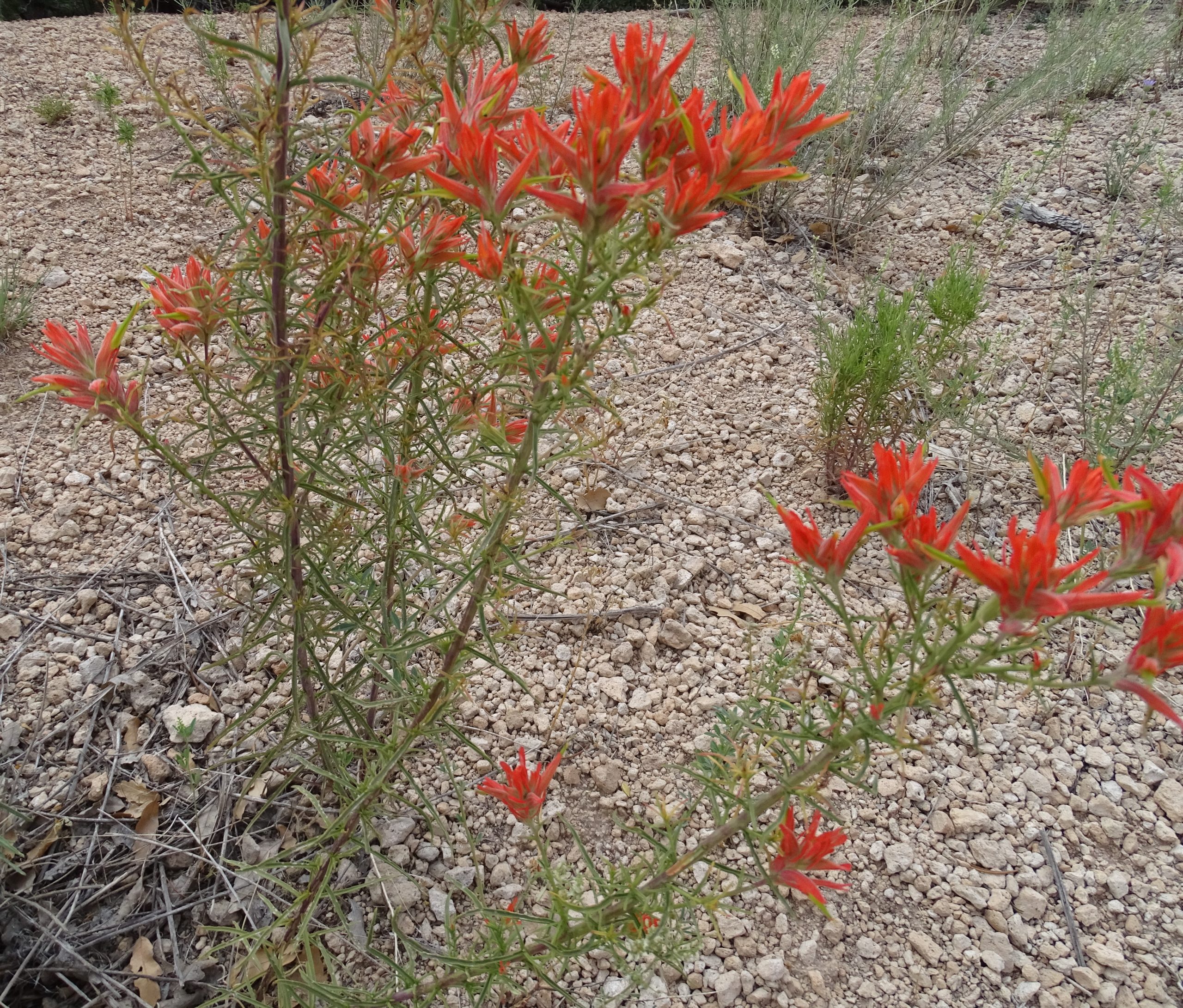 Castilleja linariifolia