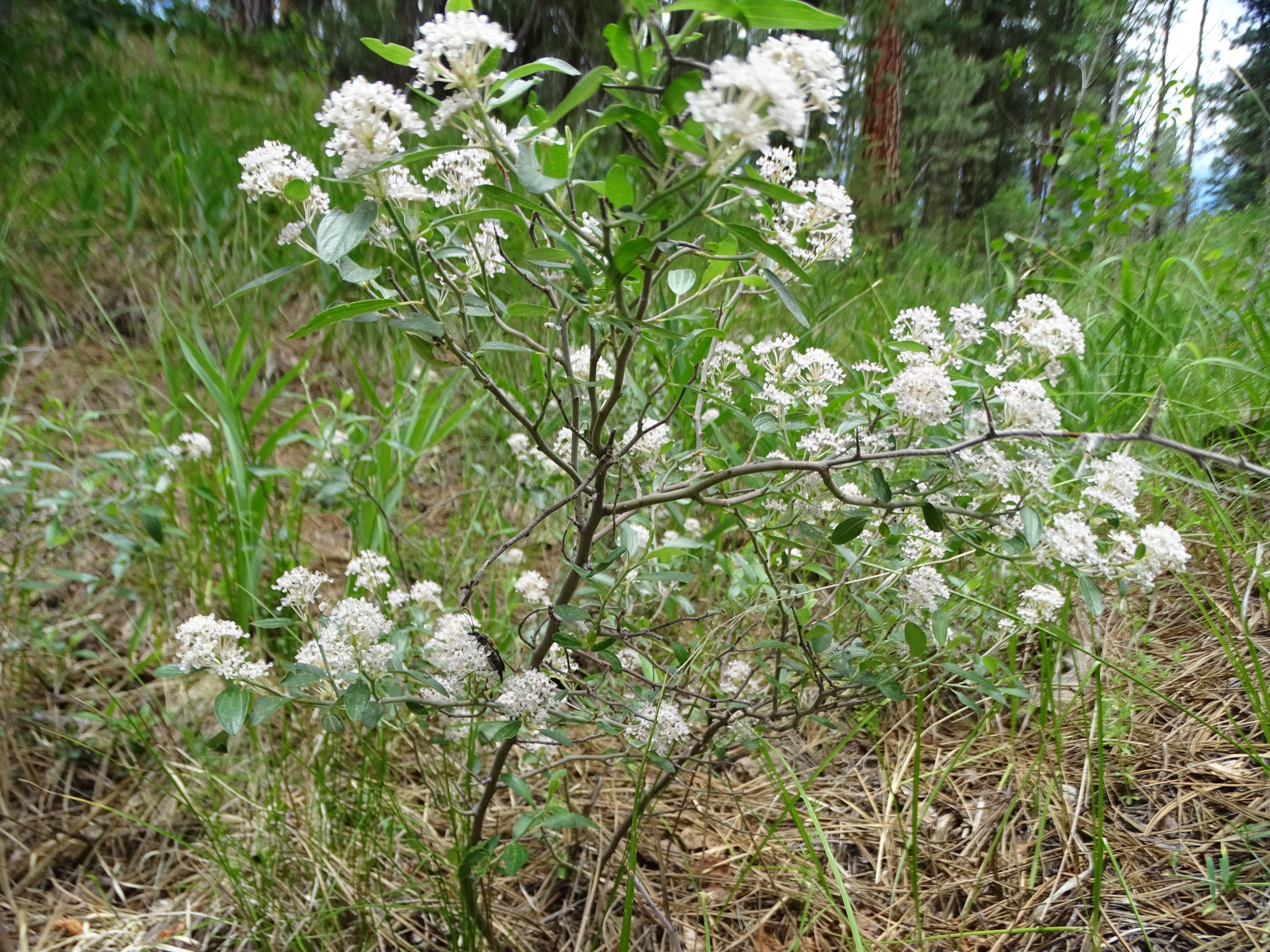 Ceanothus fendlerii