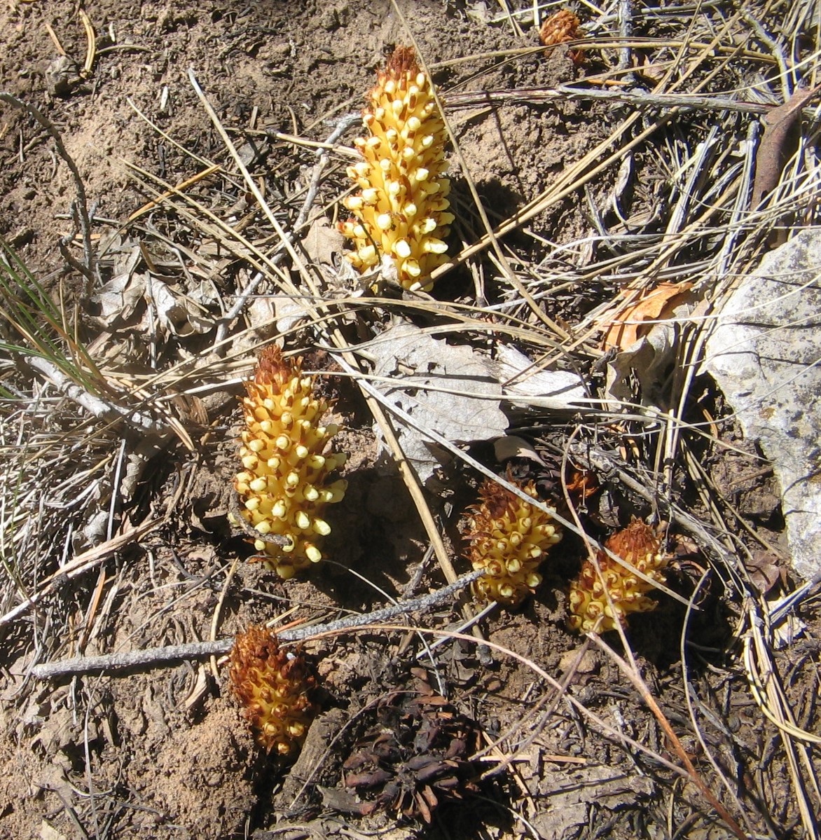 Conopholis alpina