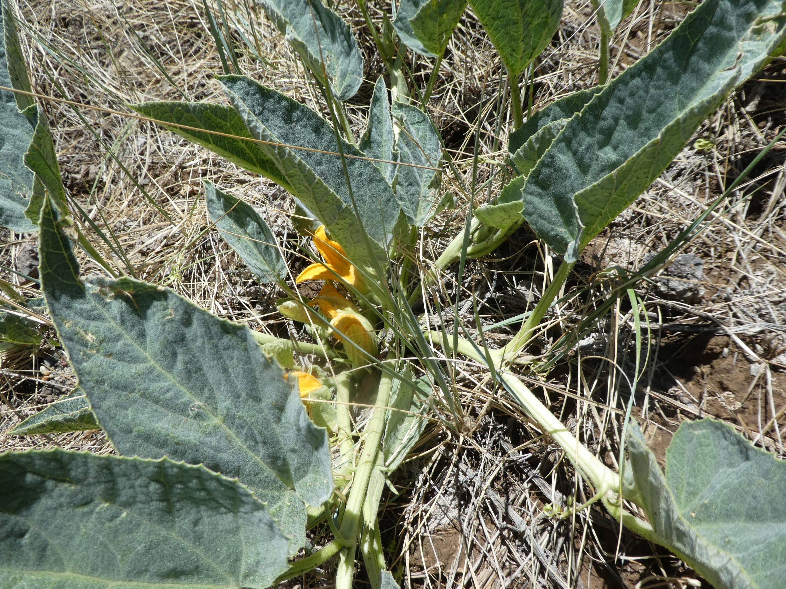 Cucurbita foetidissima