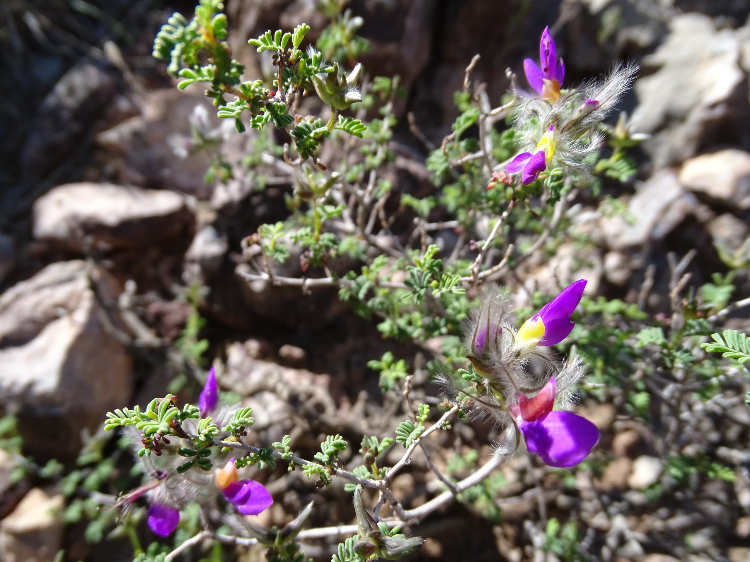 Dalea formosa