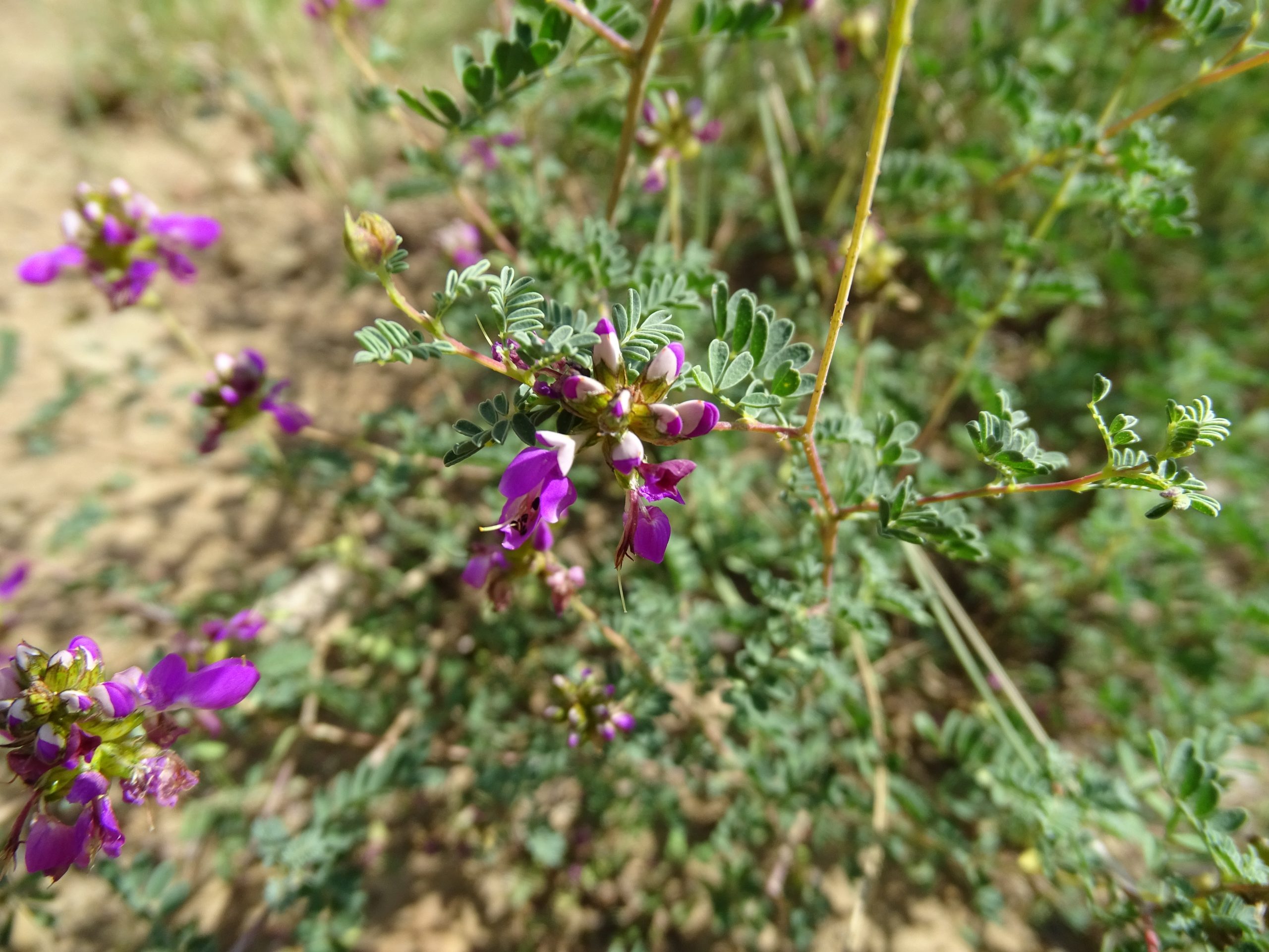 Dalea frutescens