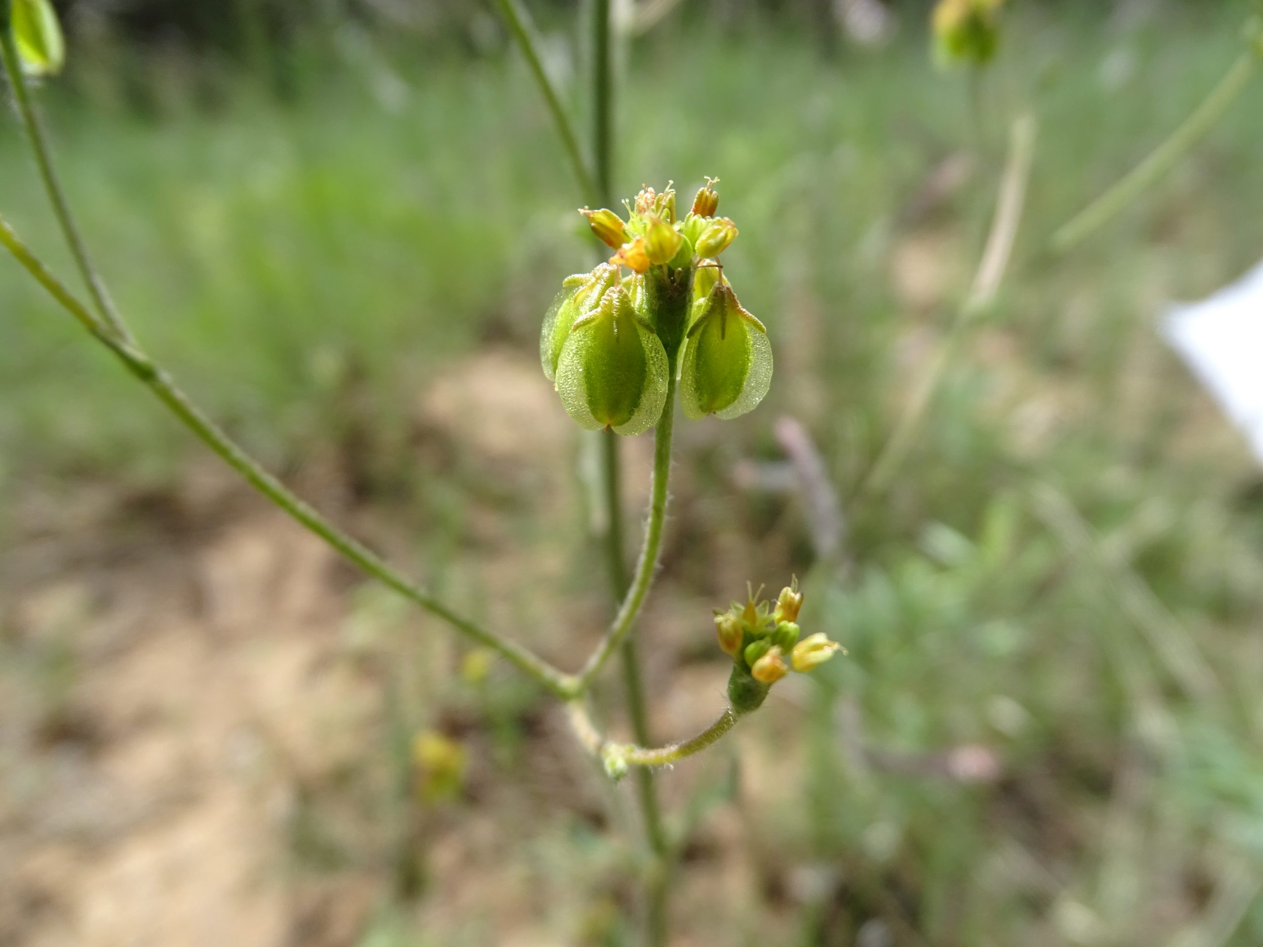 Eriogonum alatum