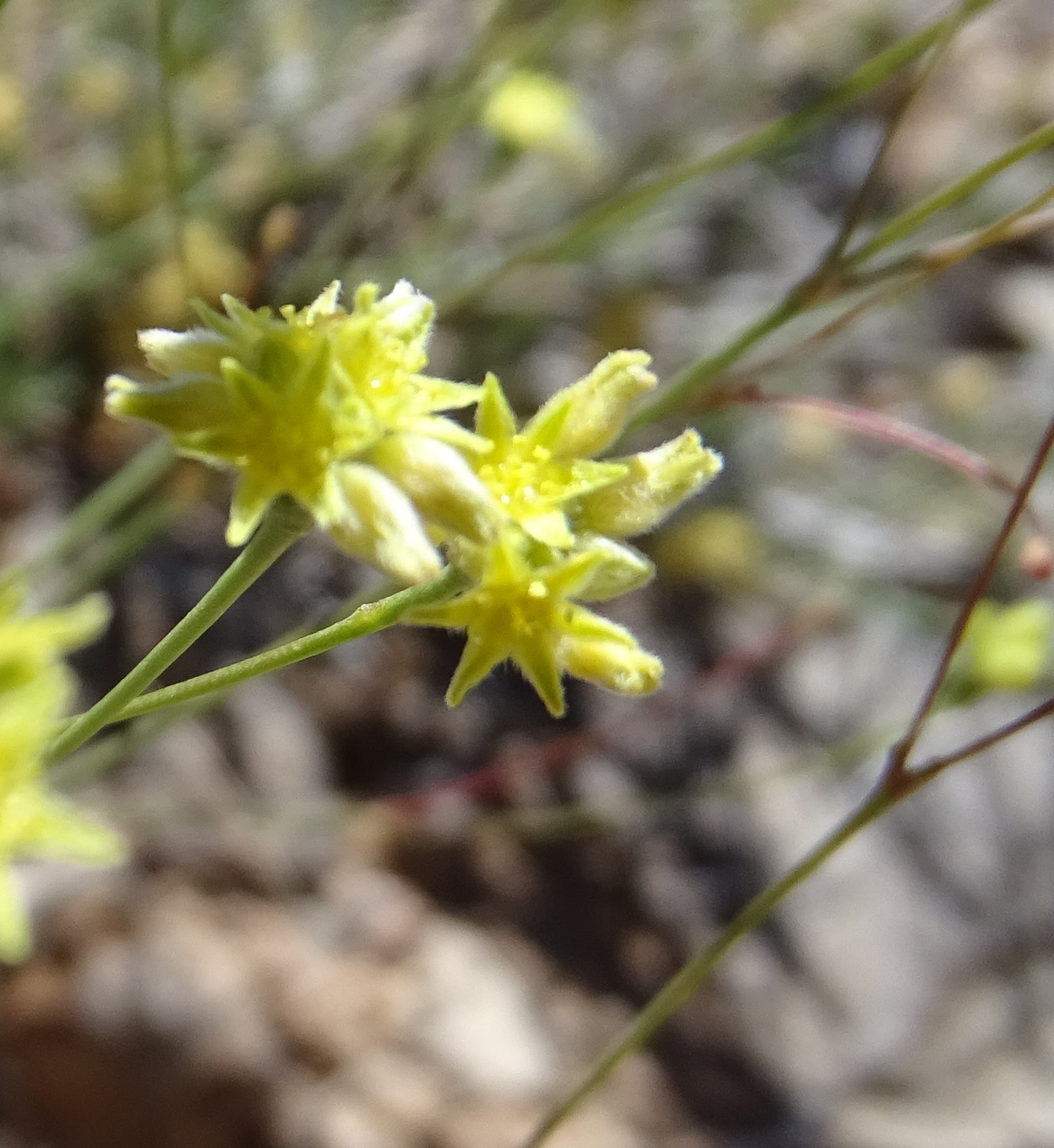 Eriogonum havardii