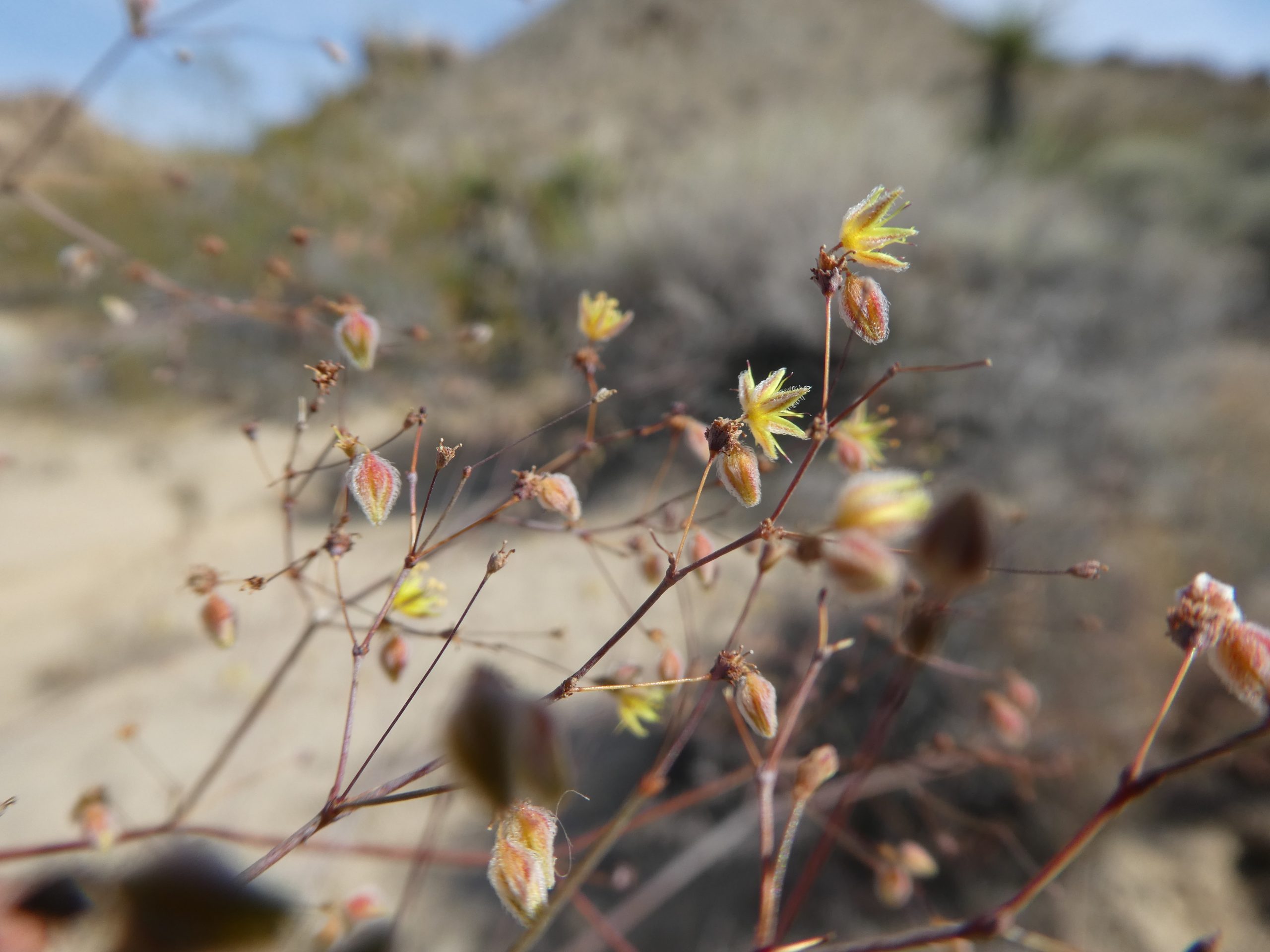 Eriogonum inflatum