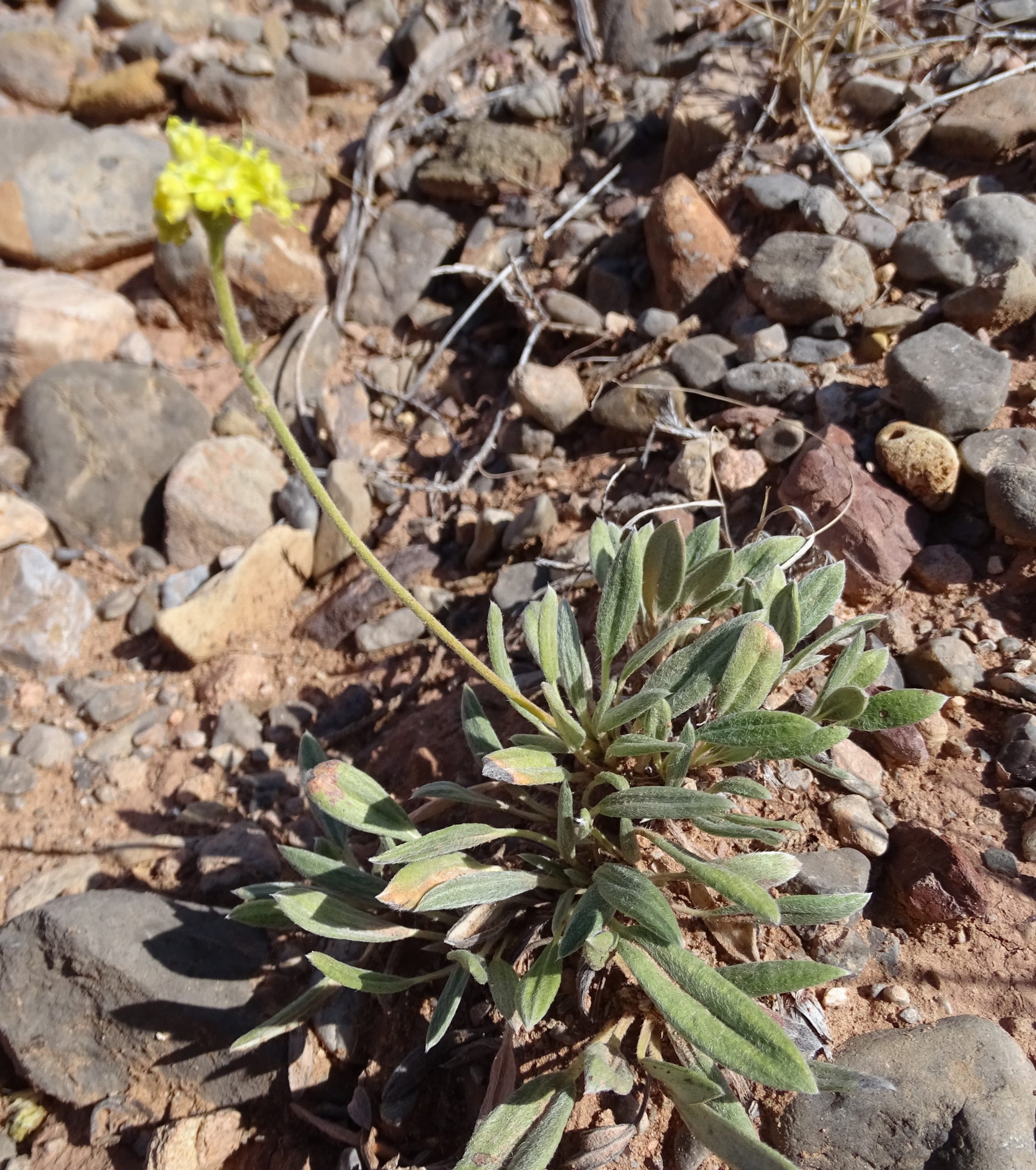 Eriogonum lachnogynum