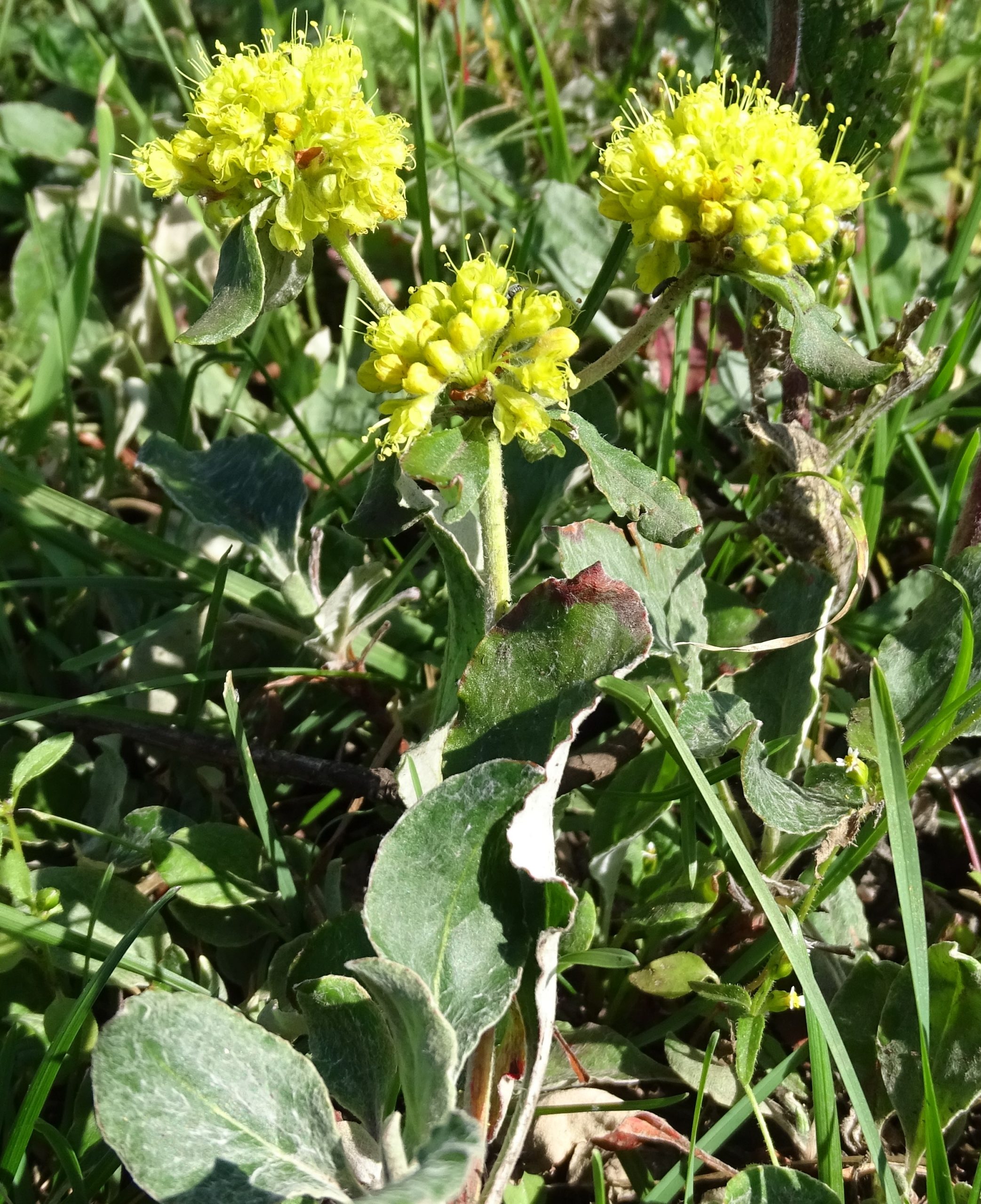 Eriogonum wootonii