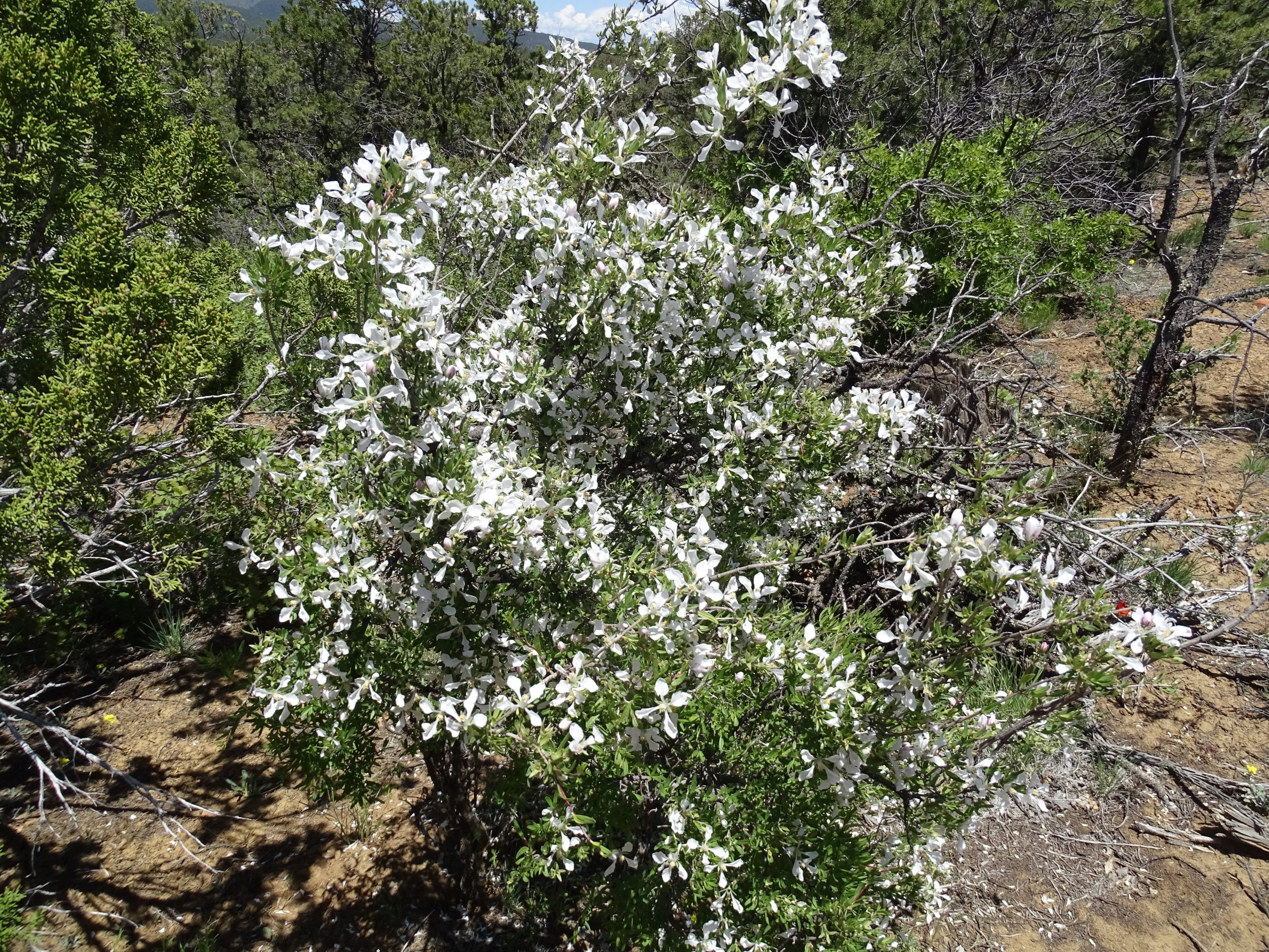 Fendlera rupicola