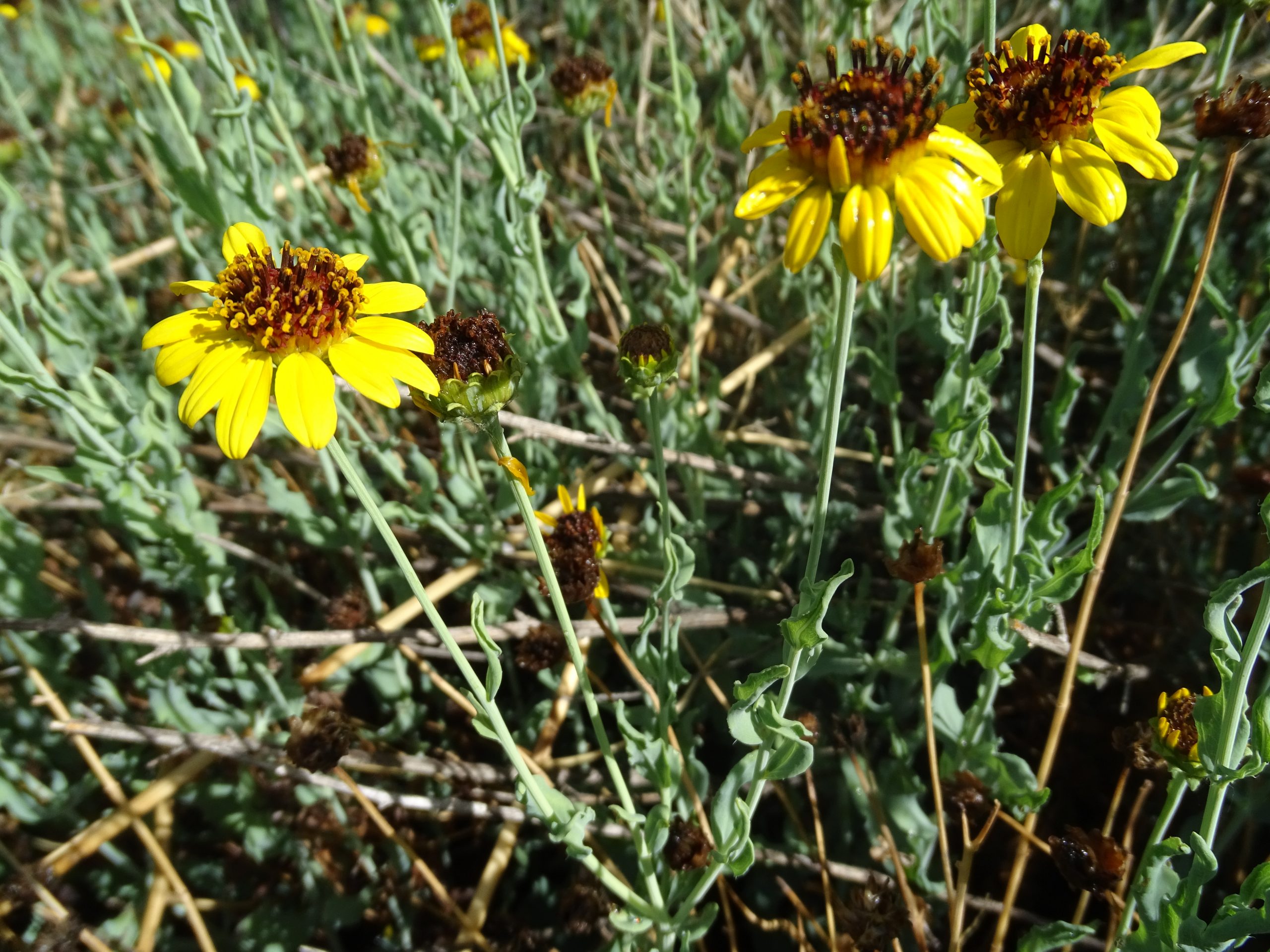 Helianthus ciliaris