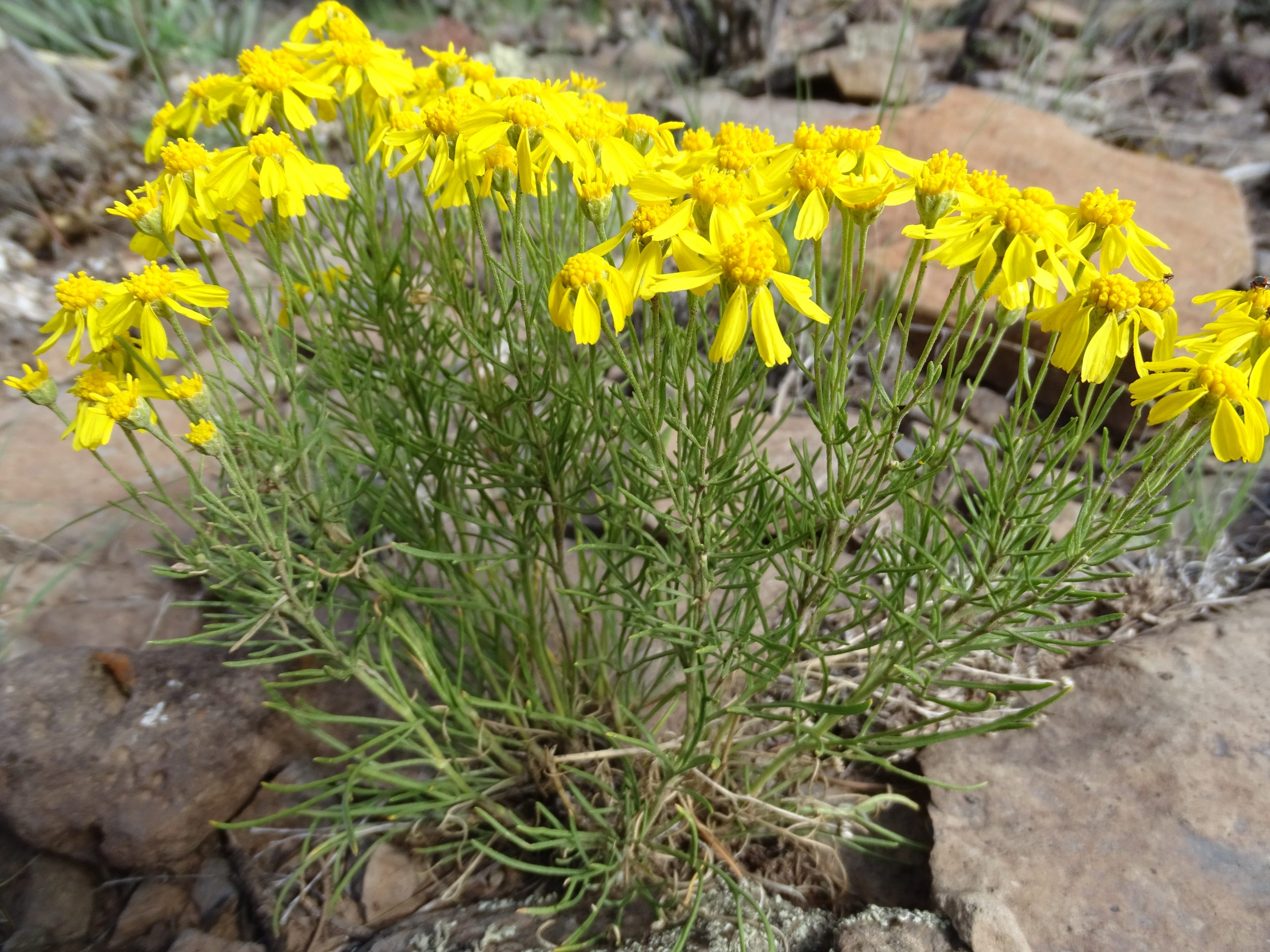 Hymenoxys richardsonii