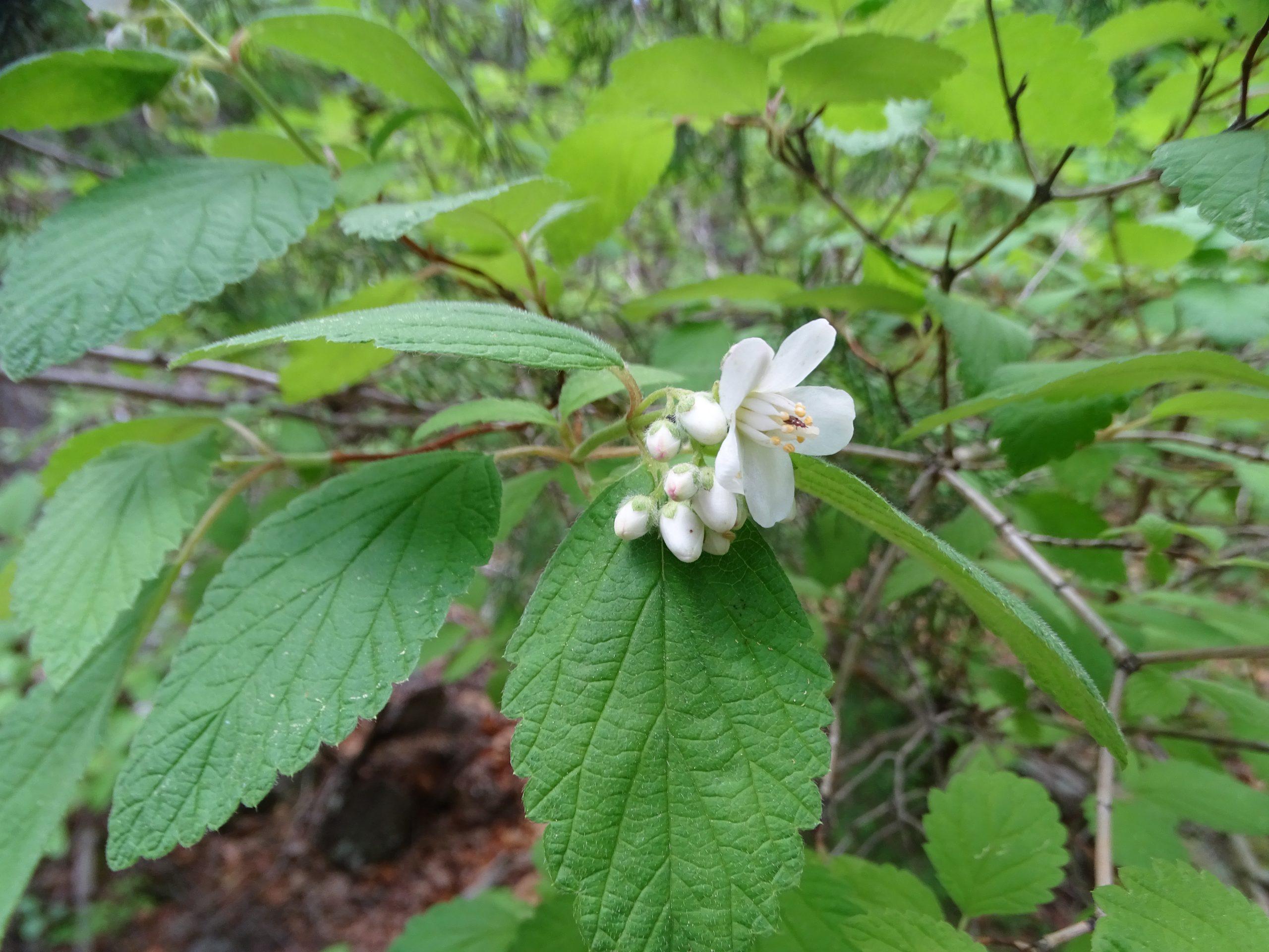 Jamesia americana