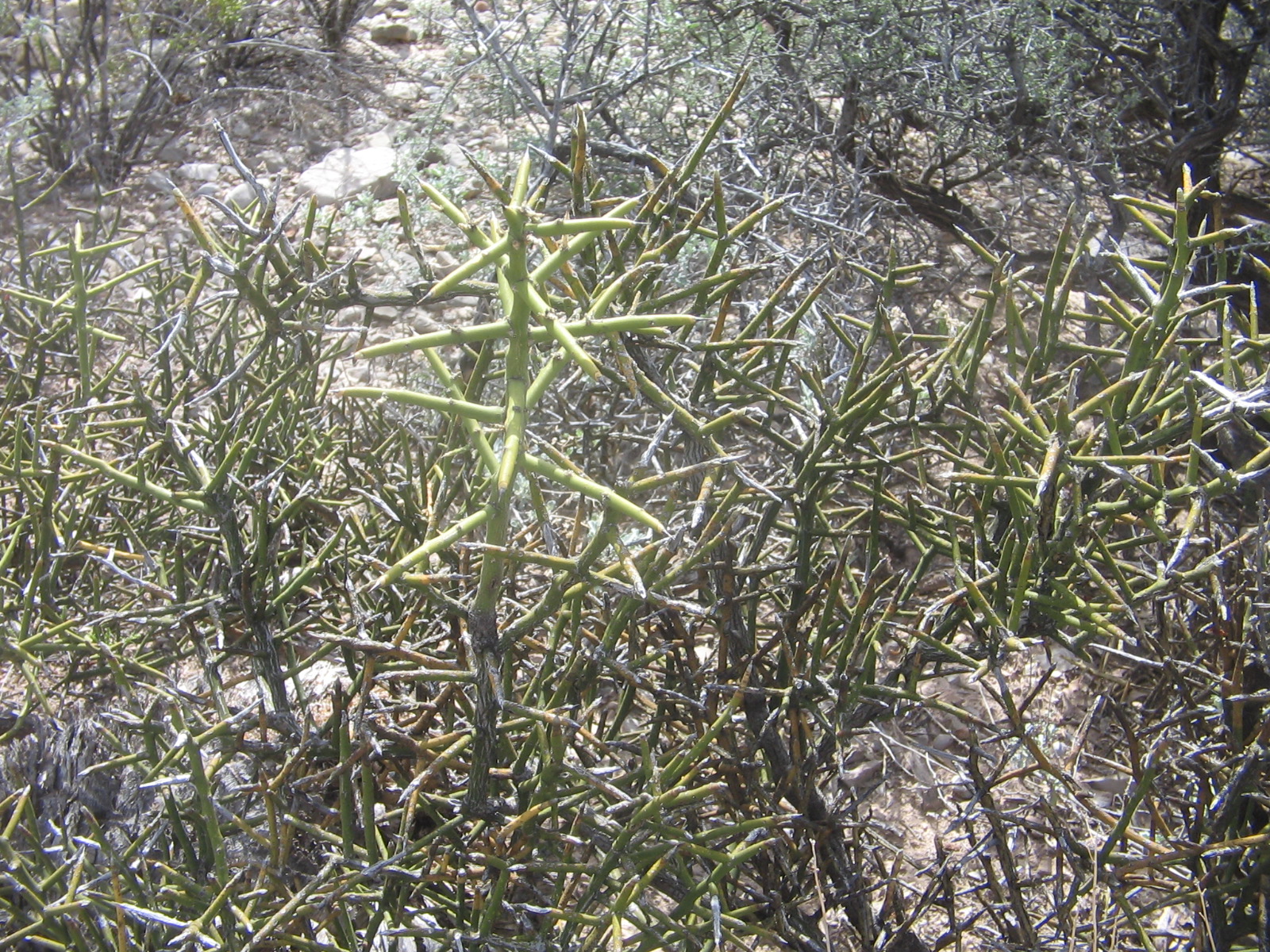 Koeberlinia spinosa