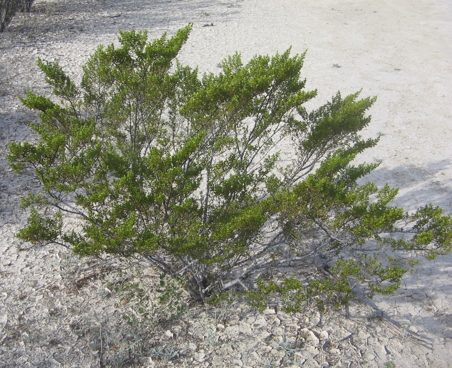 Larrea tridentata