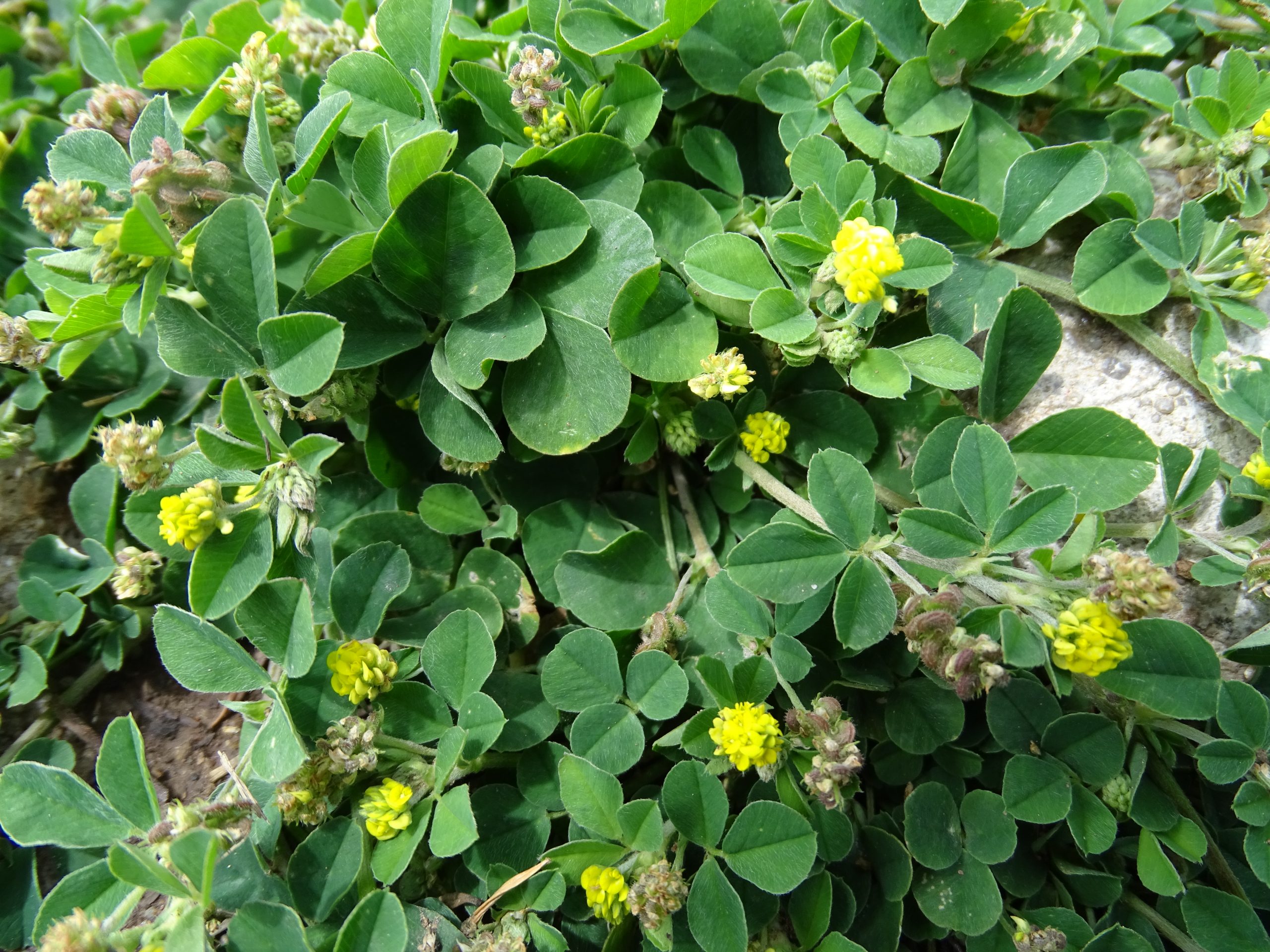 Medicago lupulina