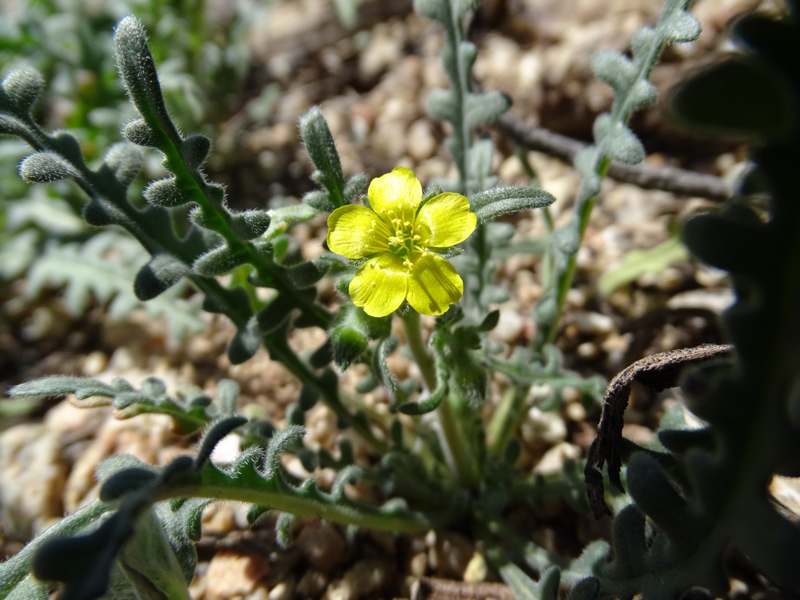 Mentzelia albicaulis