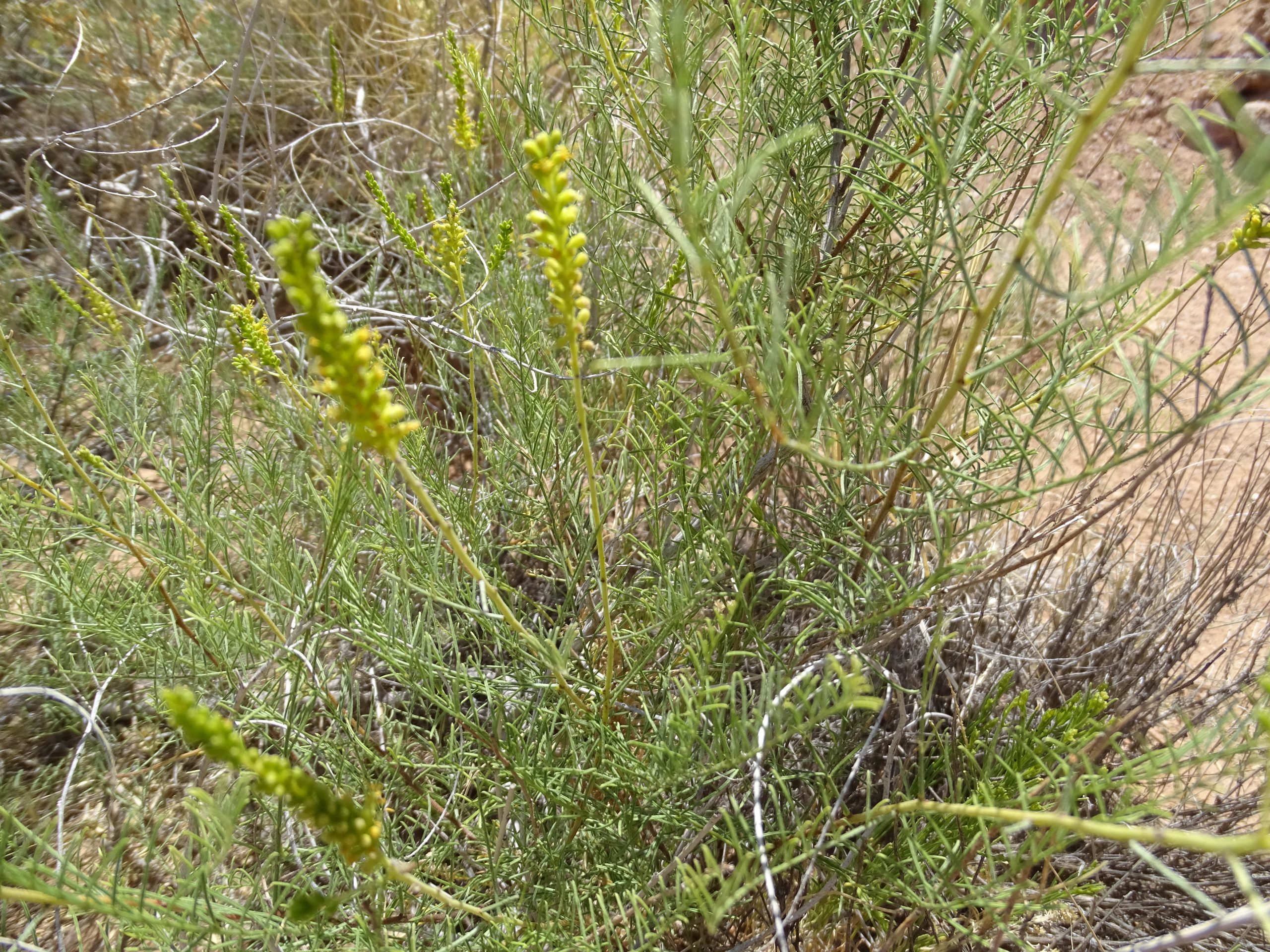 Parryella filifolia