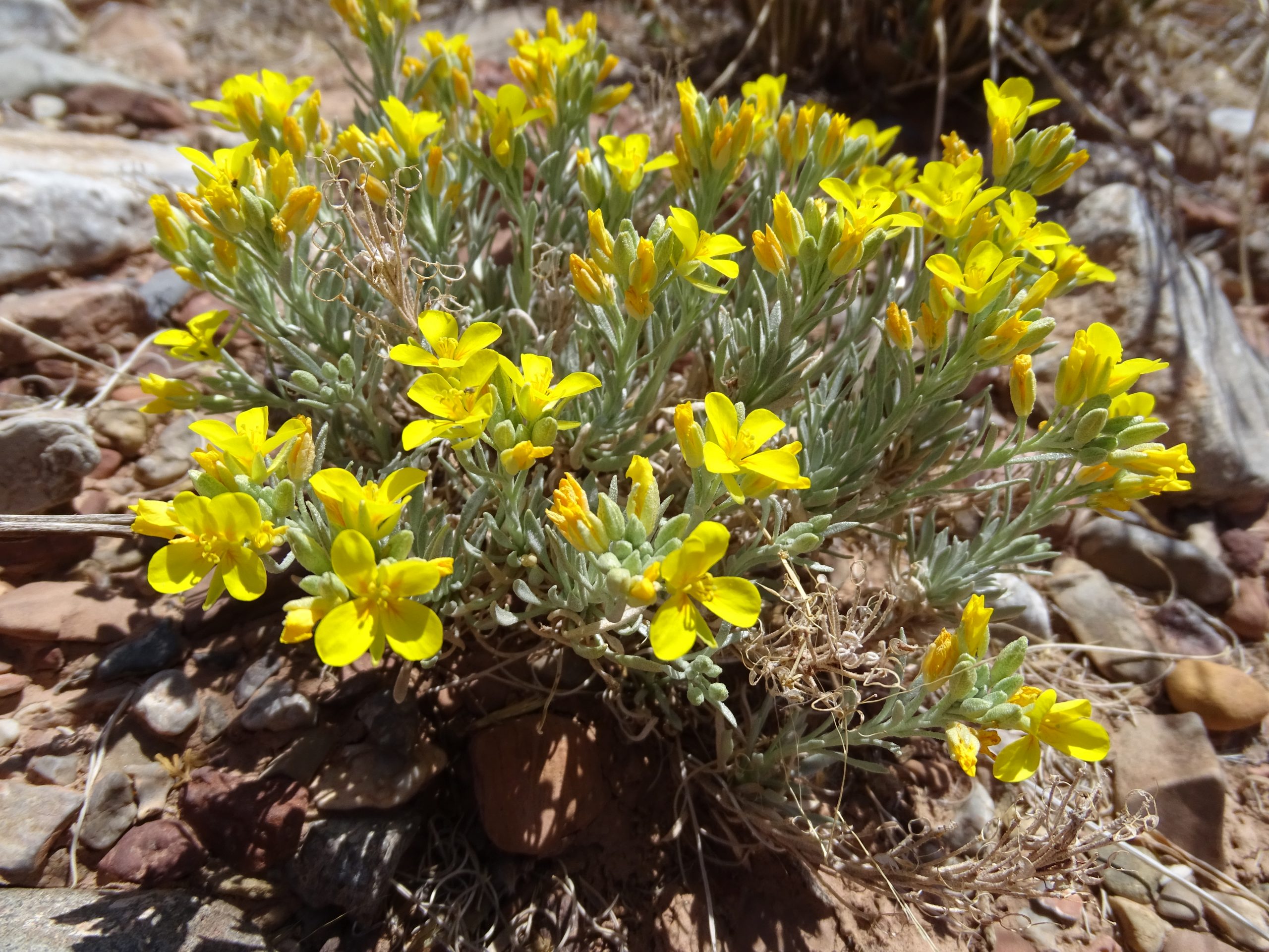 Physaria fendleri