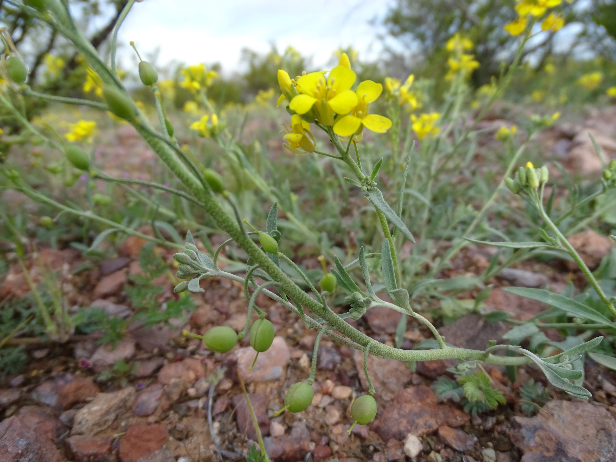 Physaria gordonii