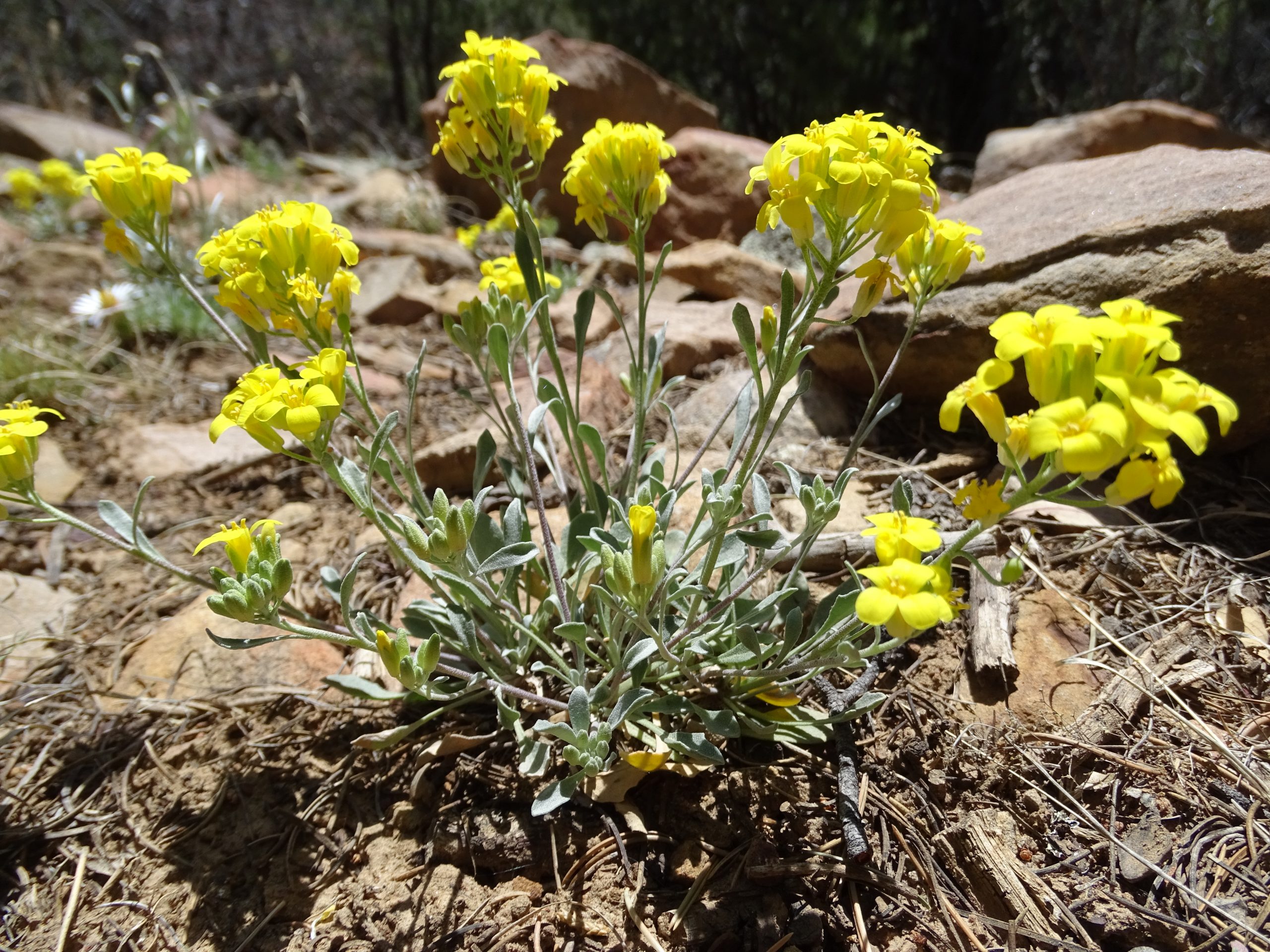 Physaria rectipes