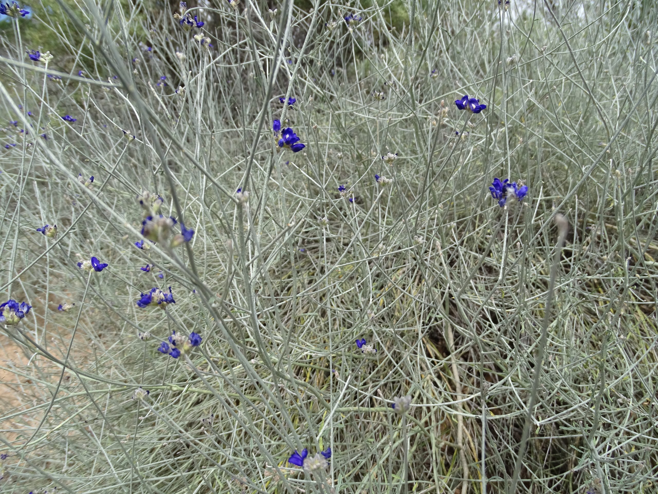 Psorothamnus scoparius