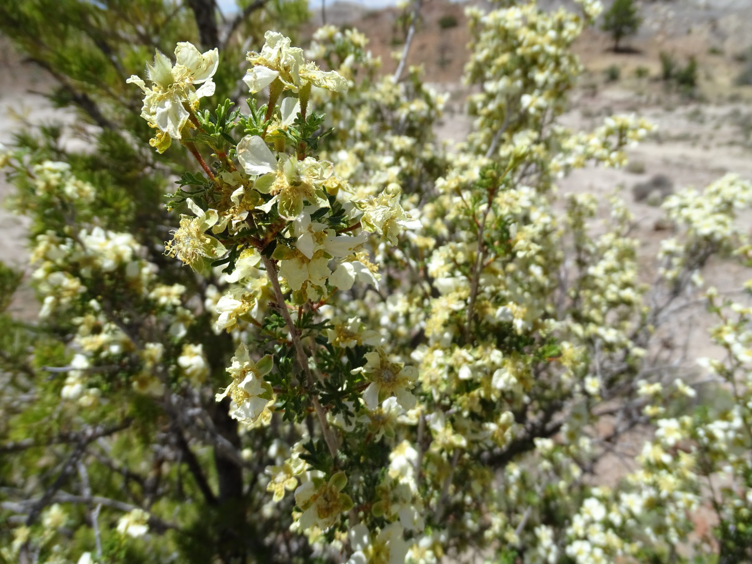 Purshia stansburyana