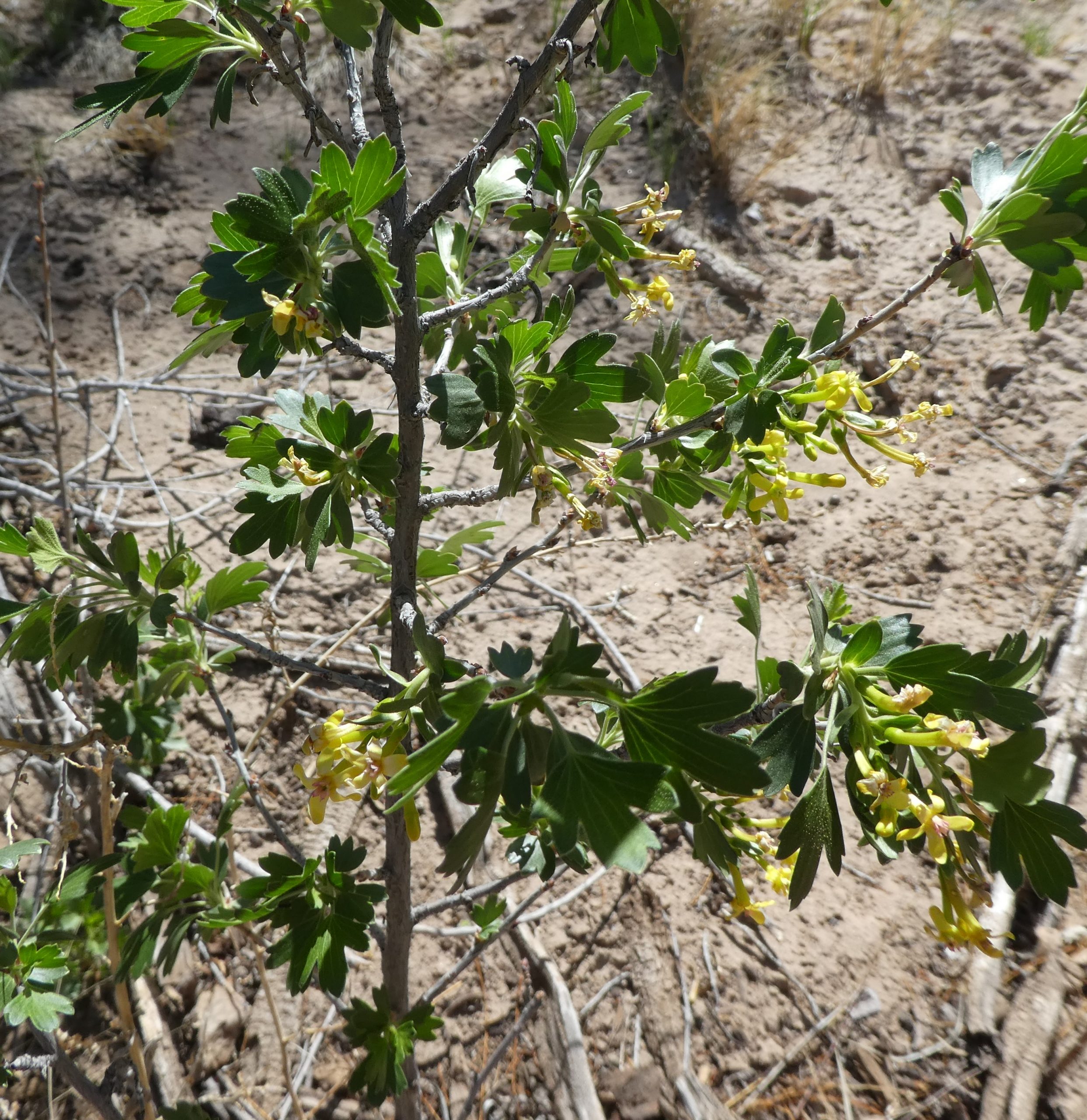 Ribes aureum