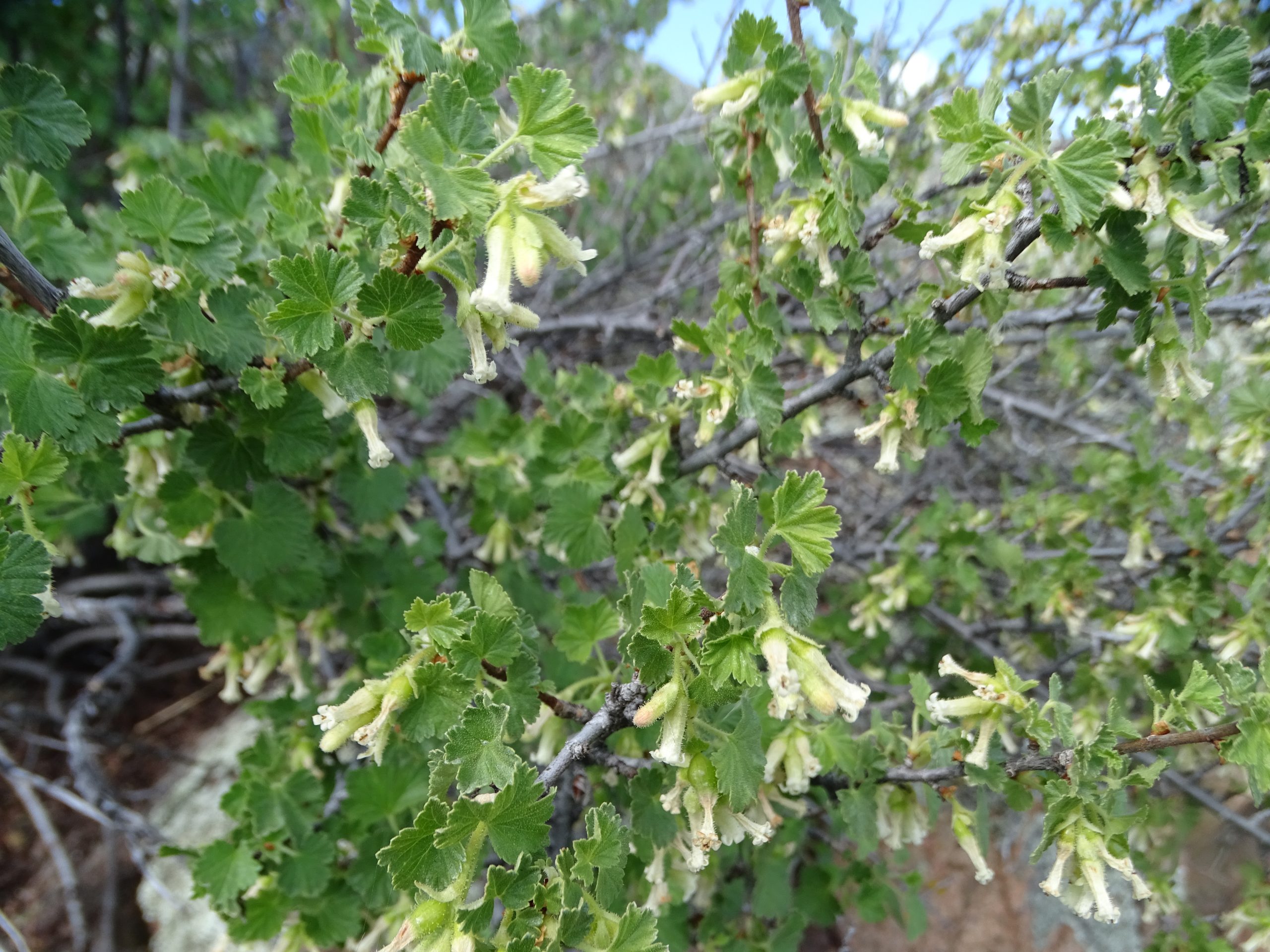 Ribes cereum