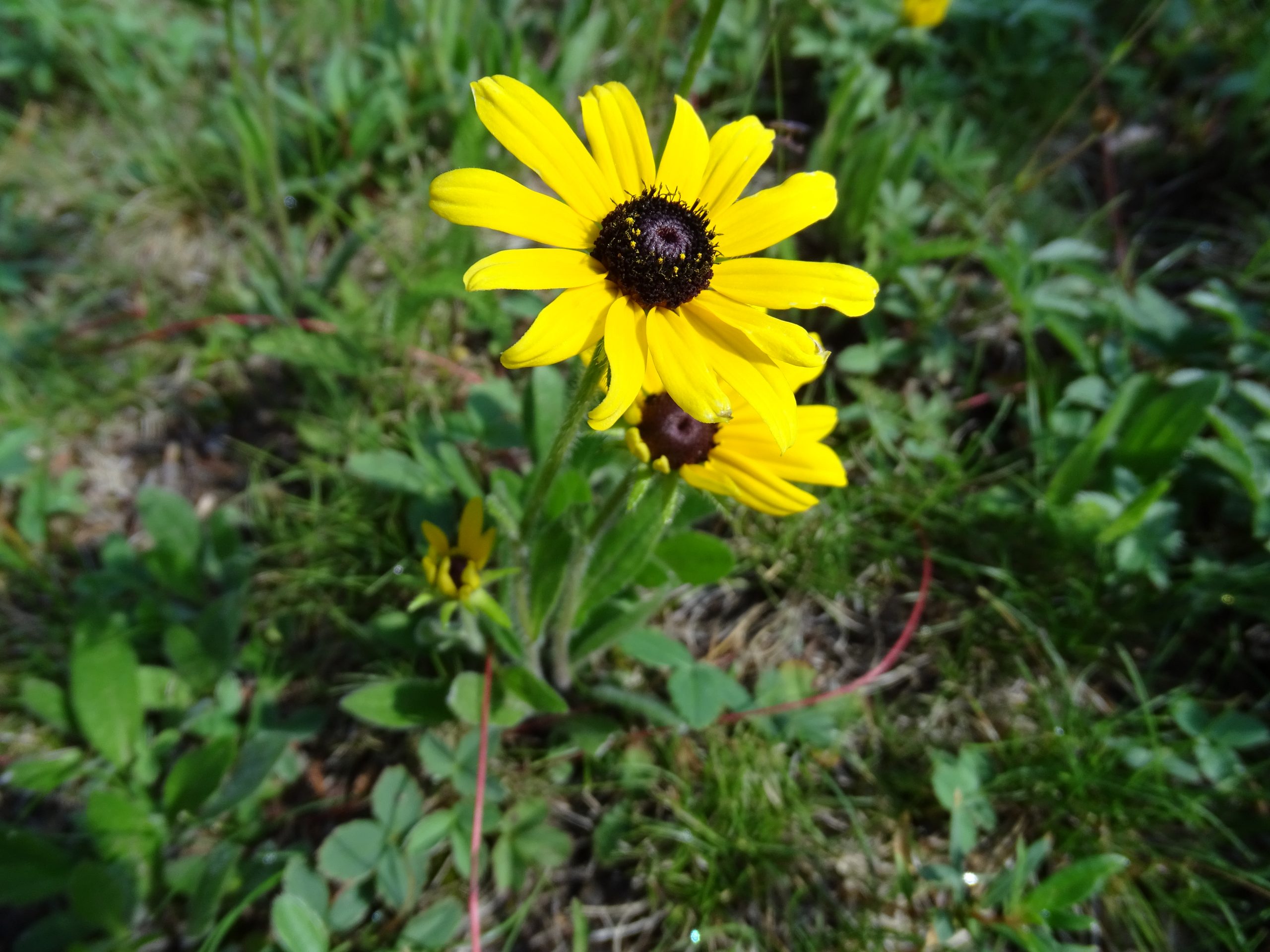 Rudbeckia hirta