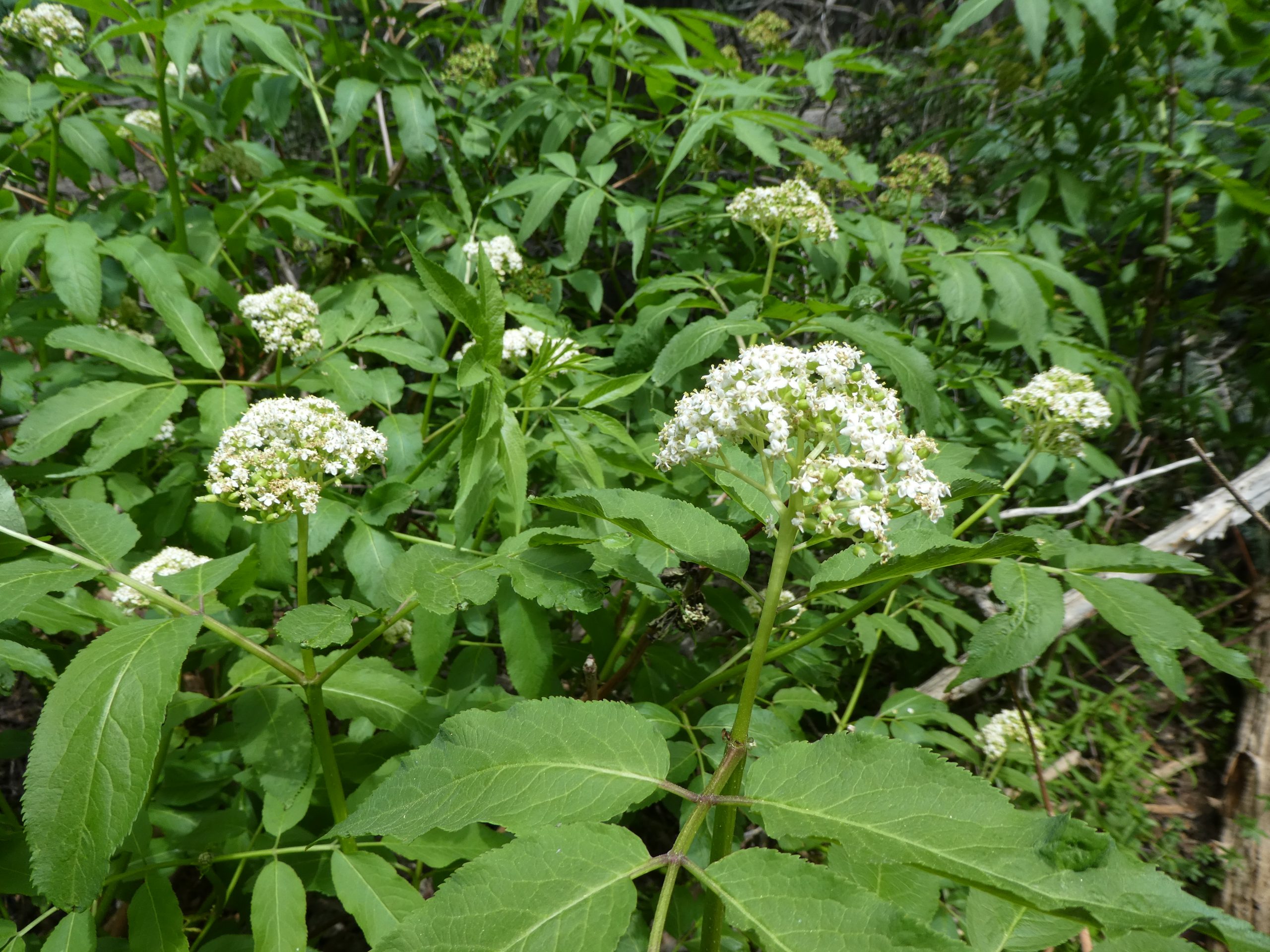 Sambucus racemosa