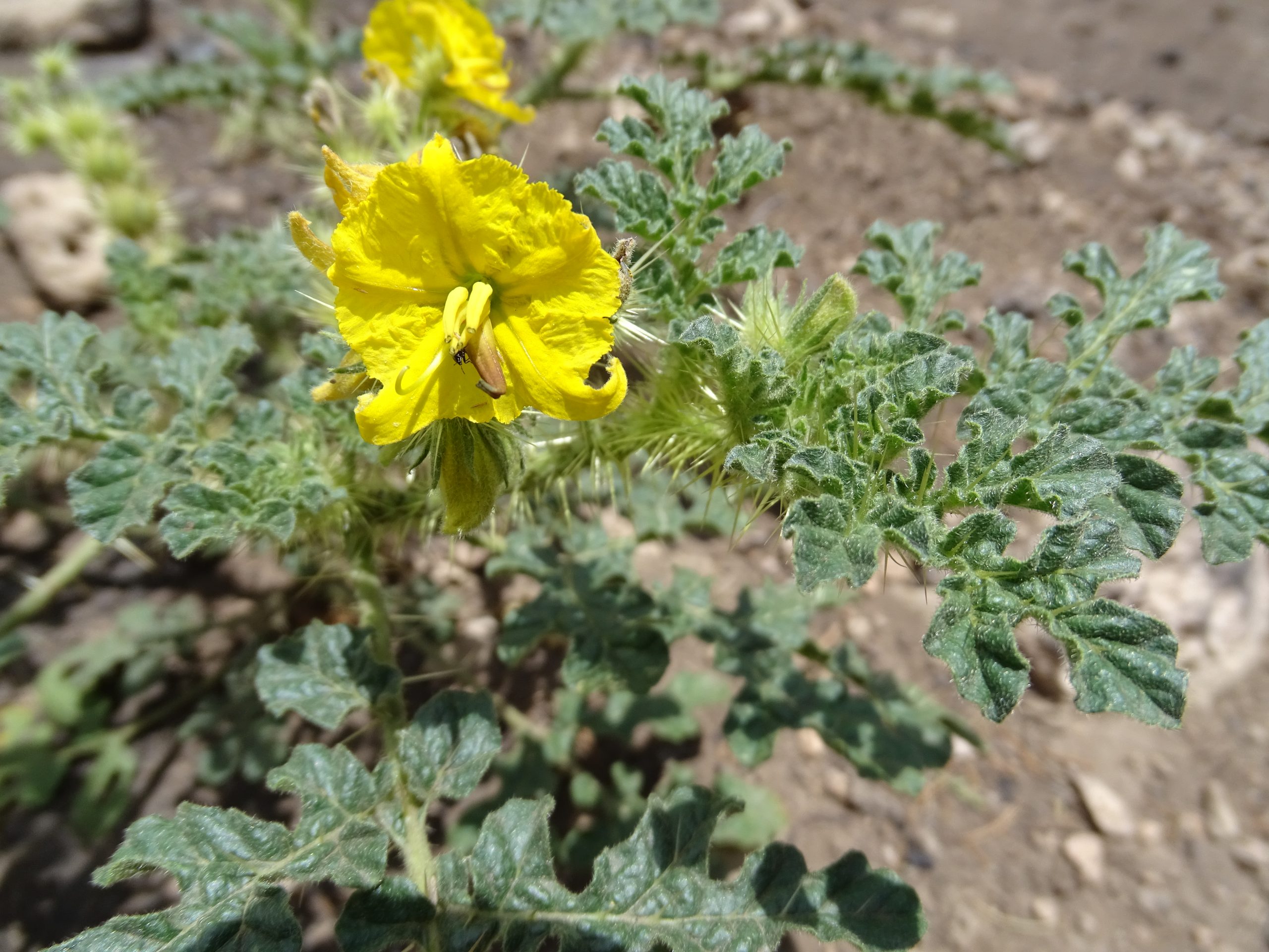 Solanum rostratum