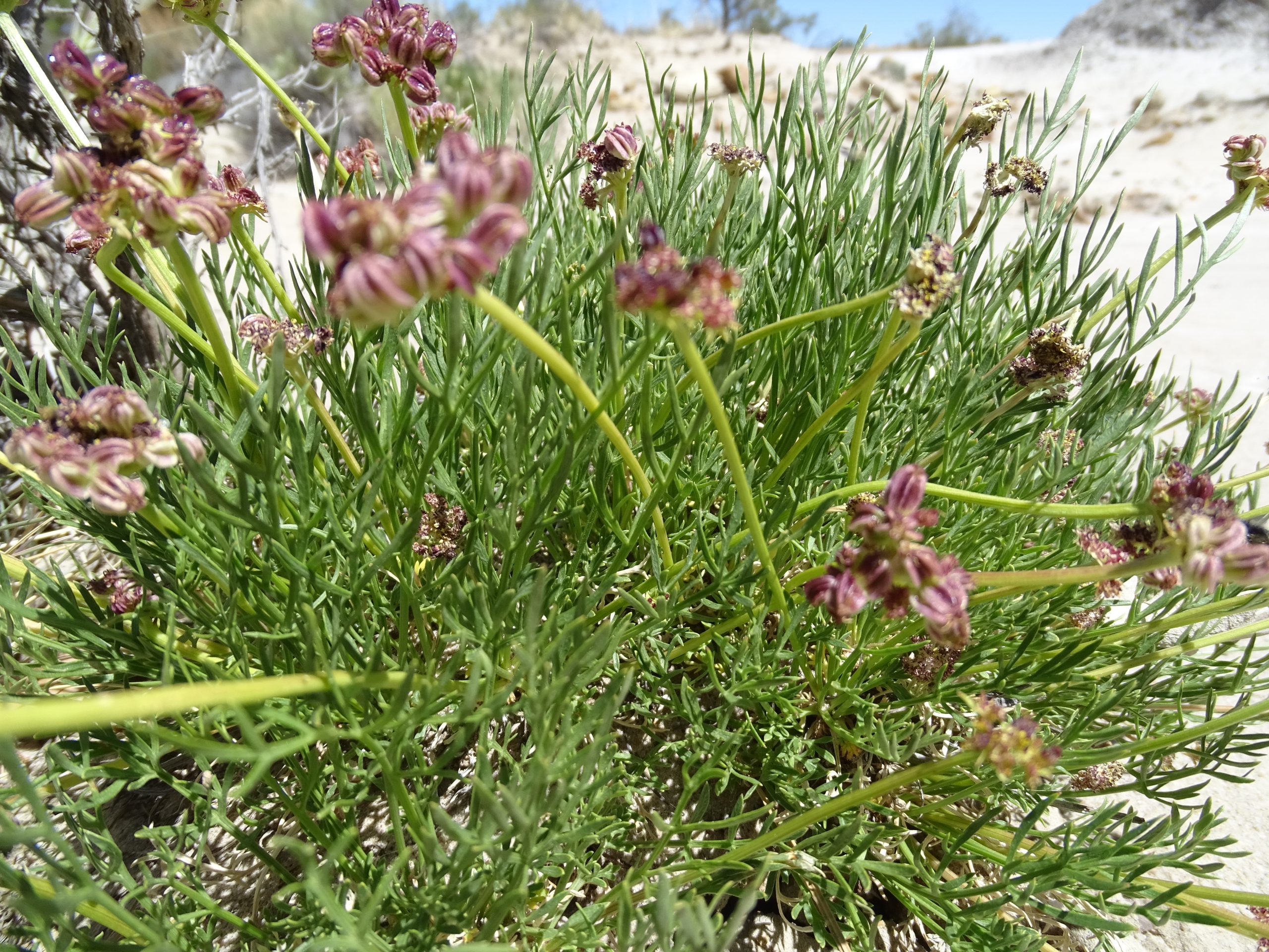 Aletes (Cymopterus) sessiliflorus