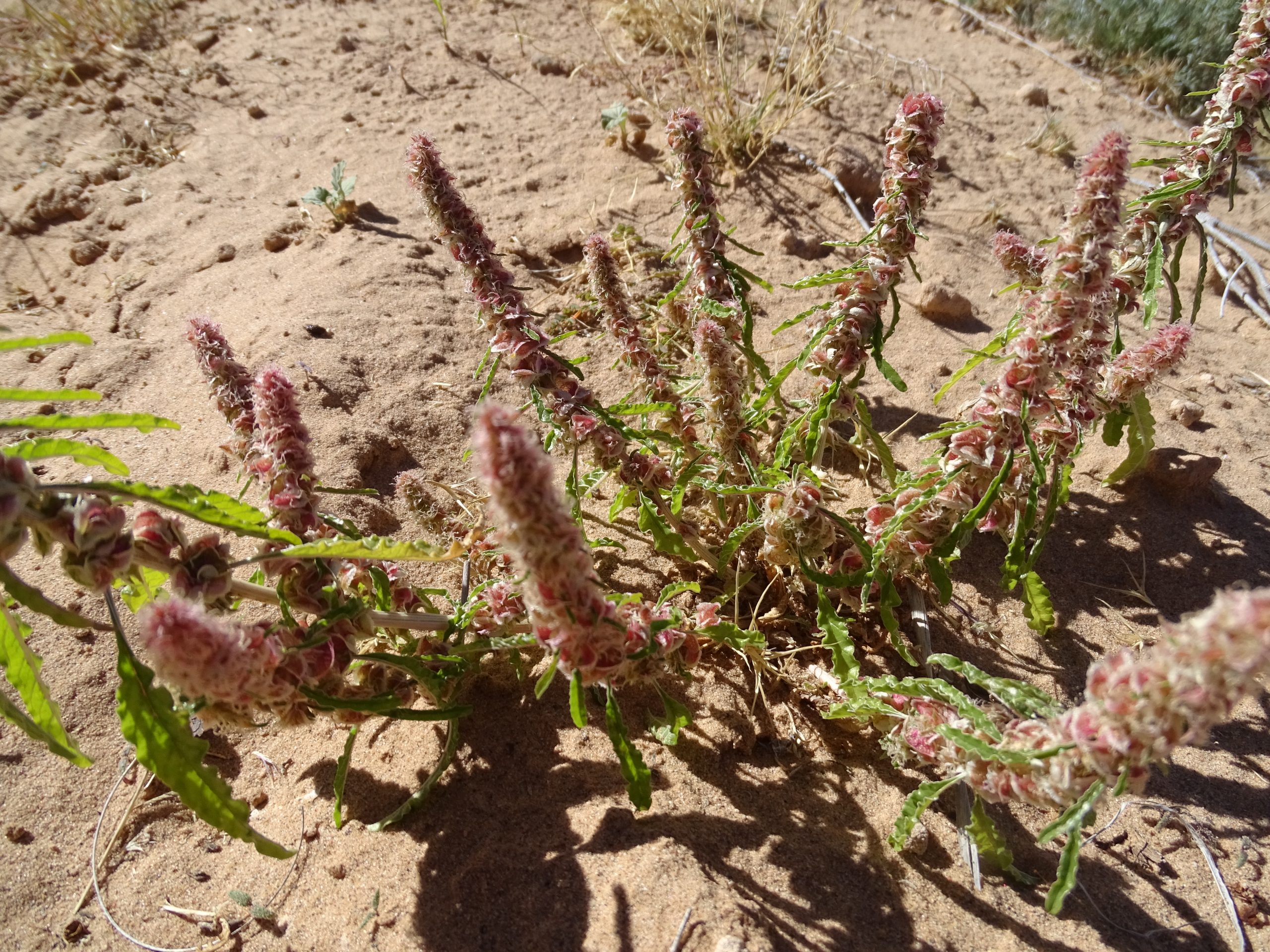 Amaranthus acanthochiton