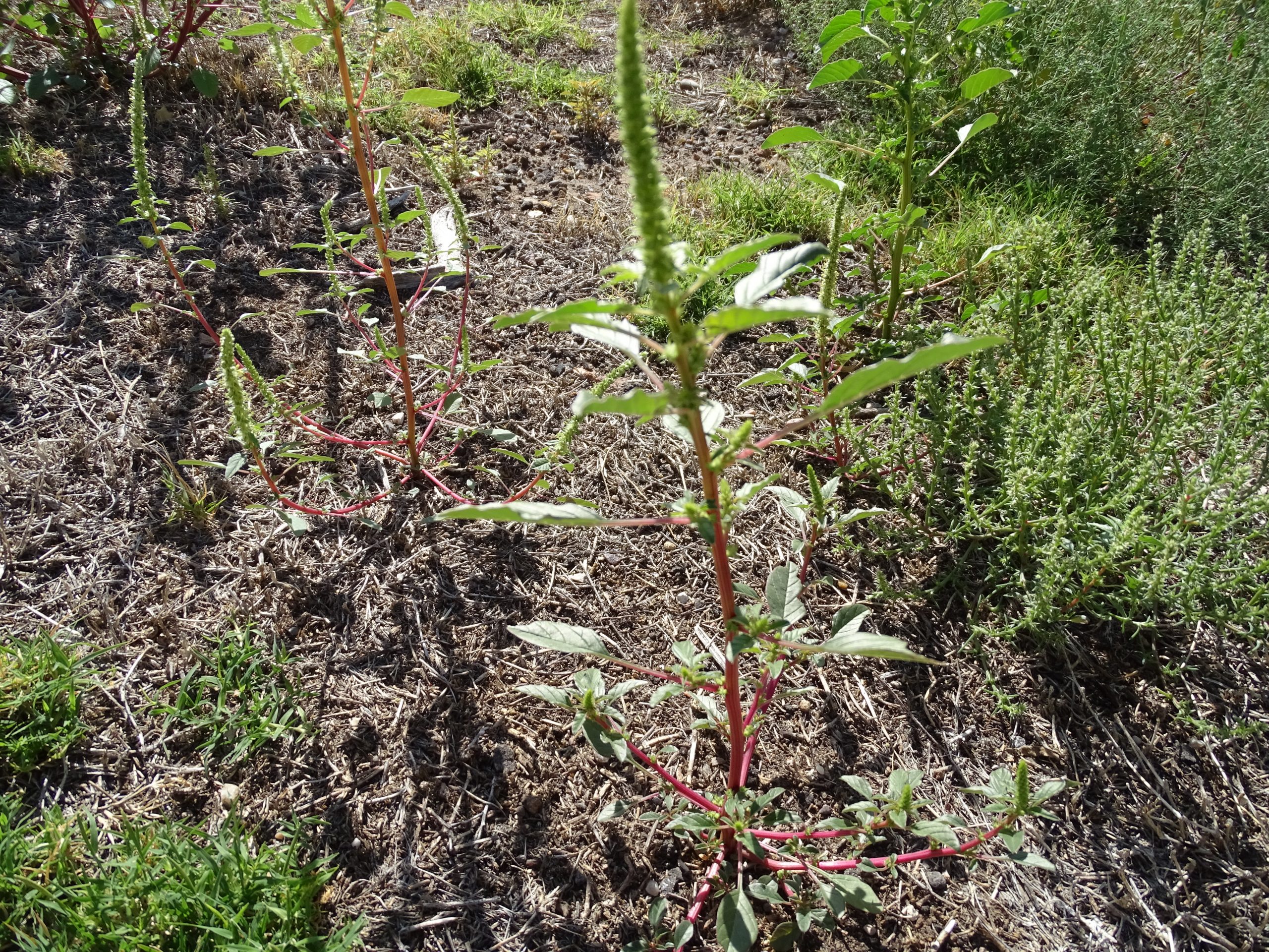 Amaranthus palmeri