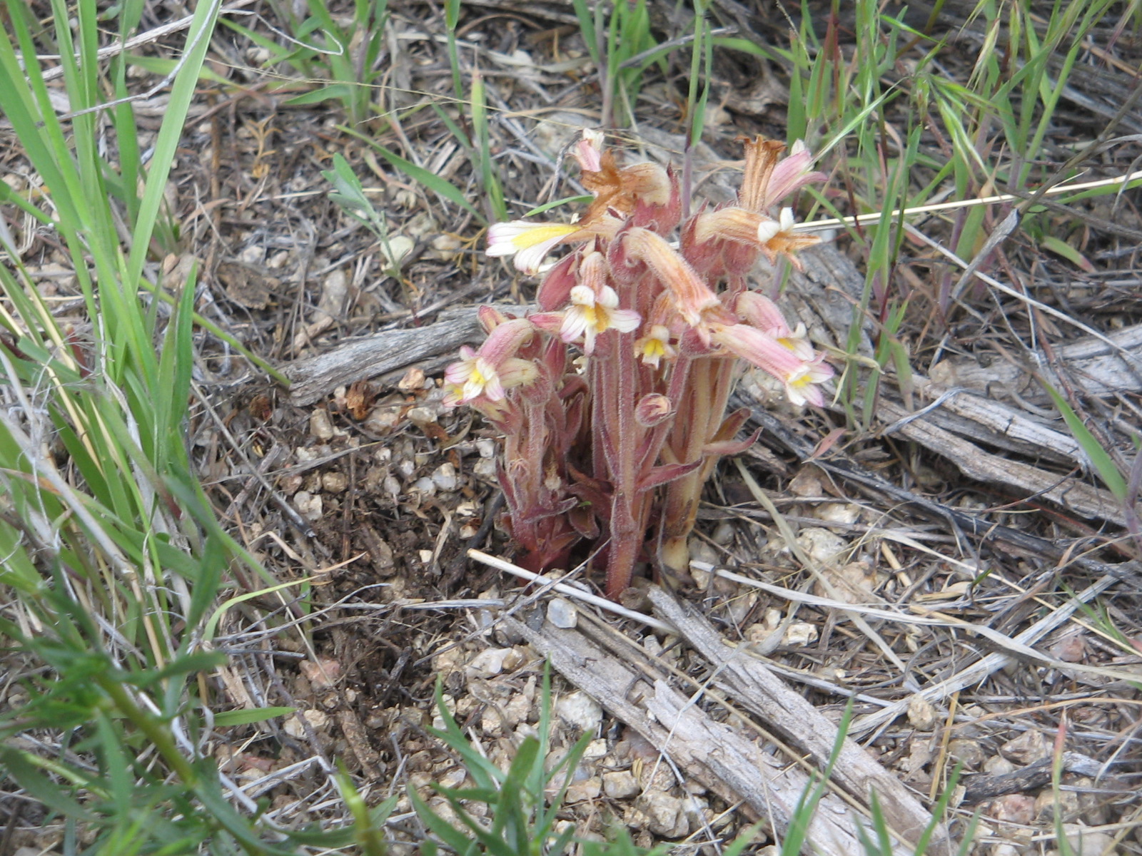 Aphyllon (Orobanche) facsiculata