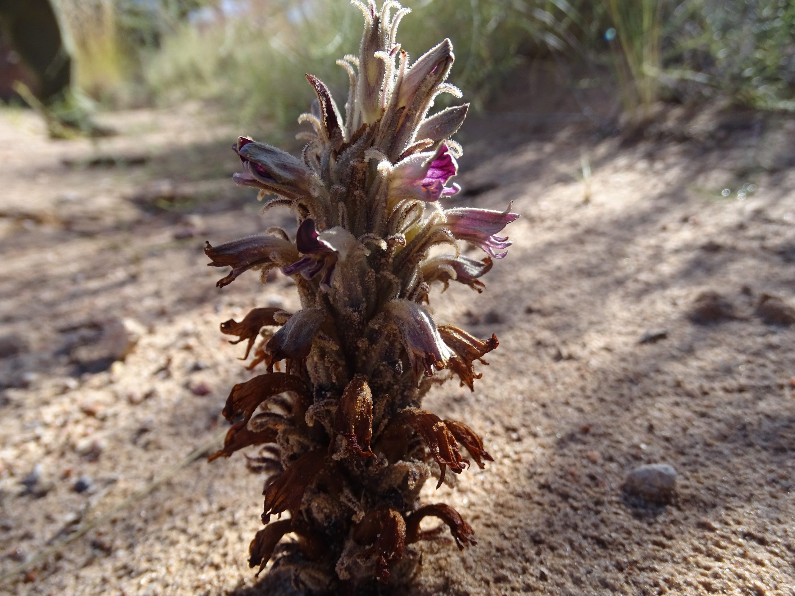 Aphyllon (Orobanche) ludoviciana