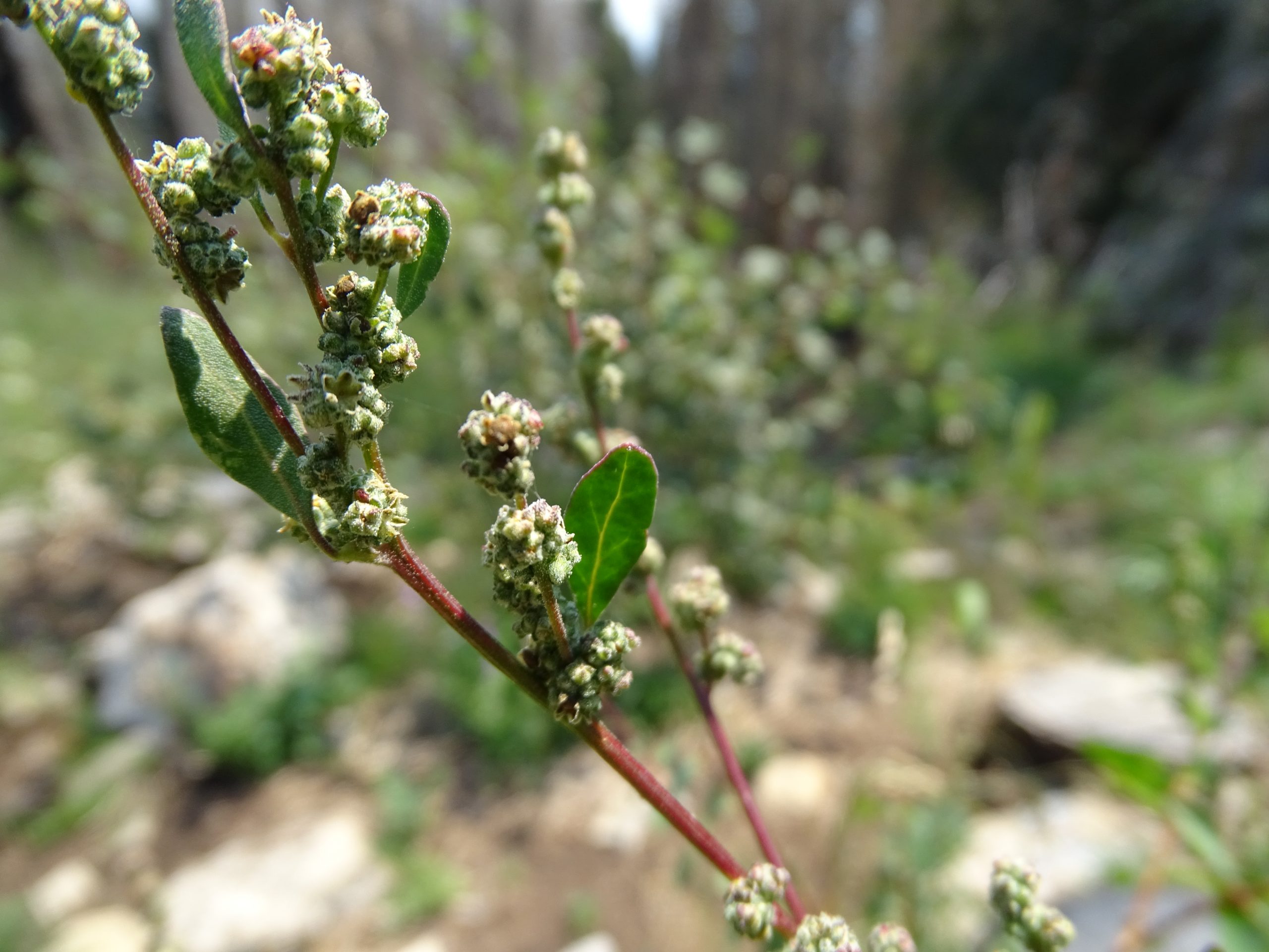 Blitum capitatum