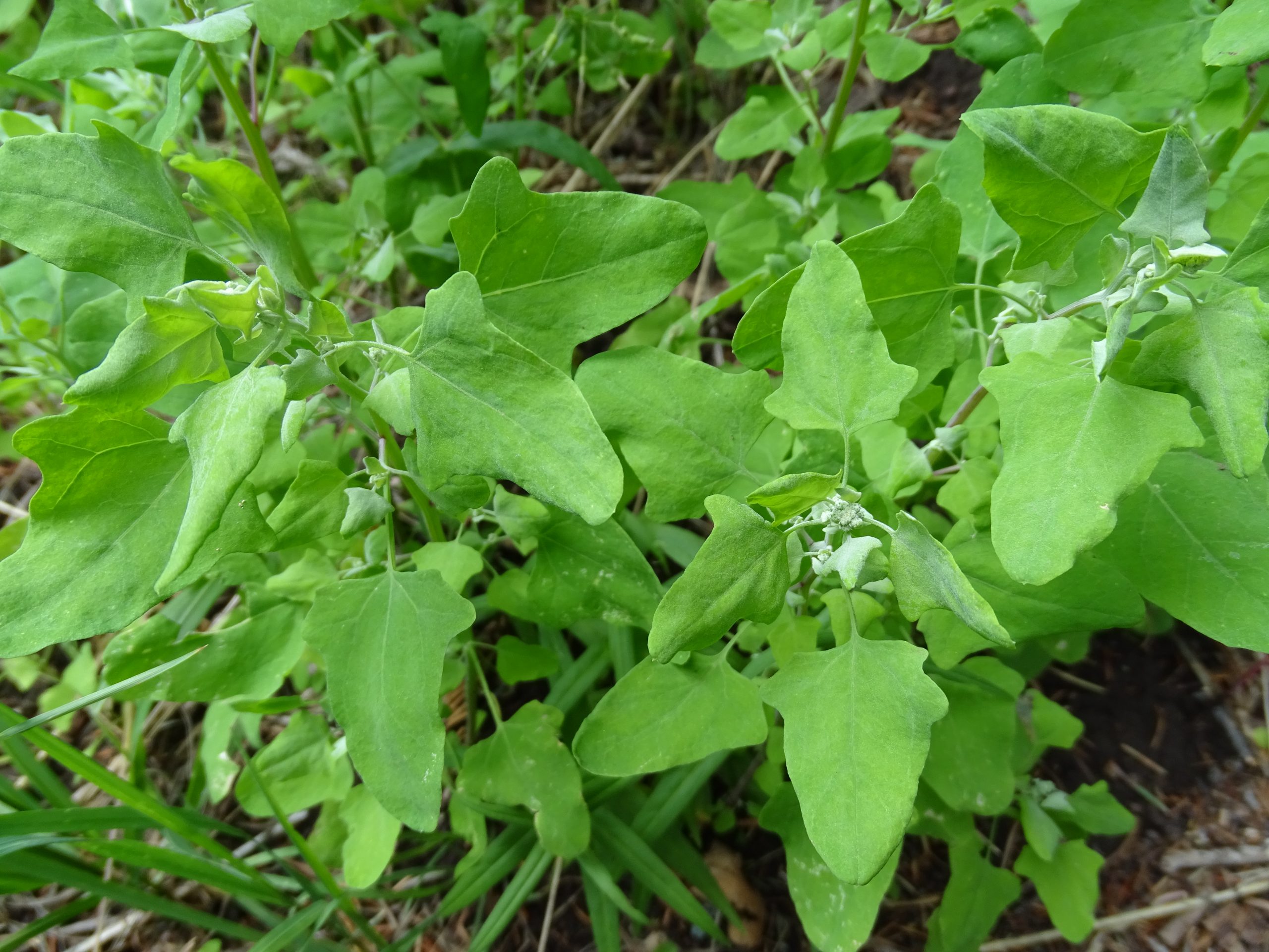 Chenopodium album