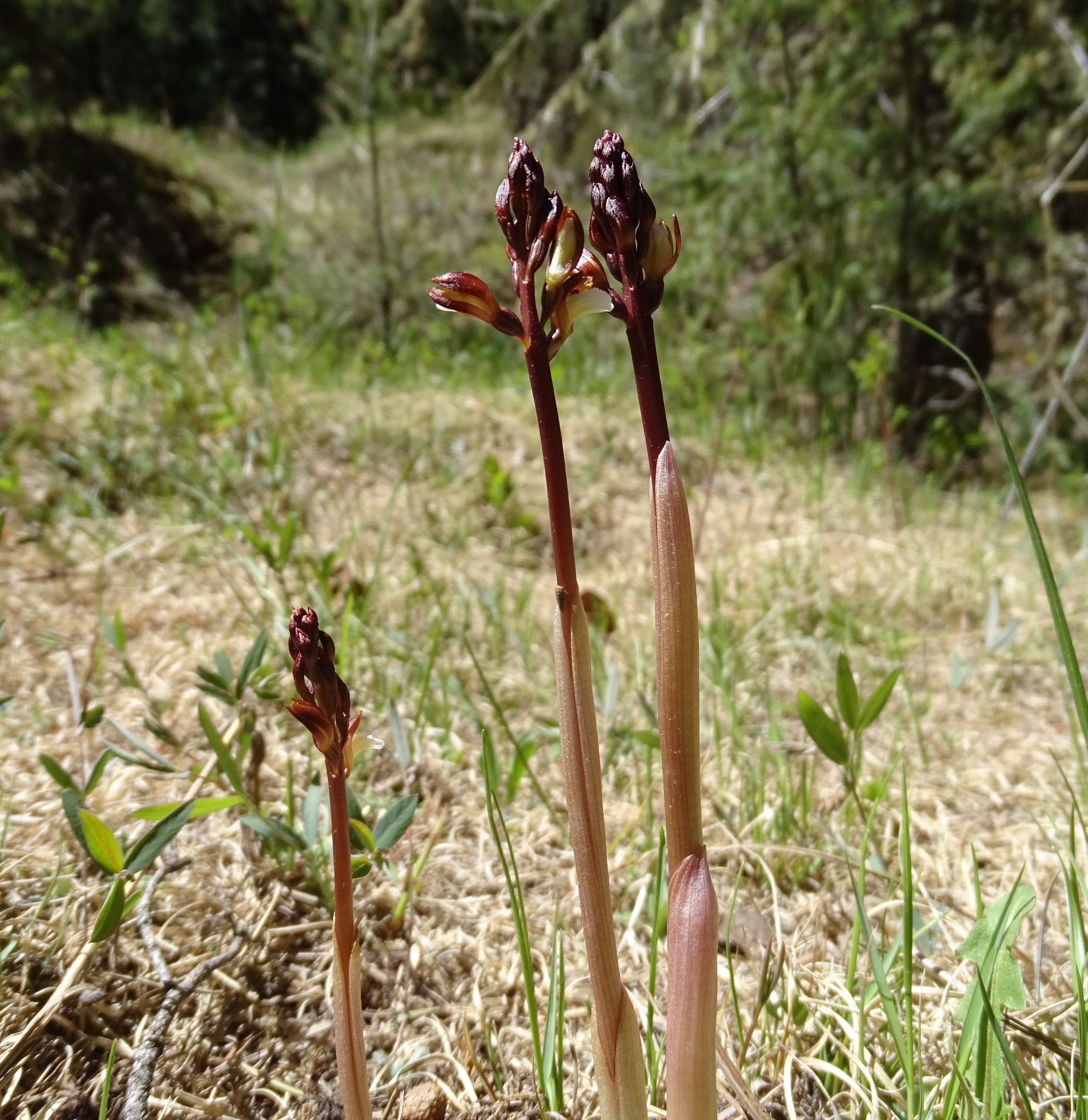 Corallorhiza wisteriana