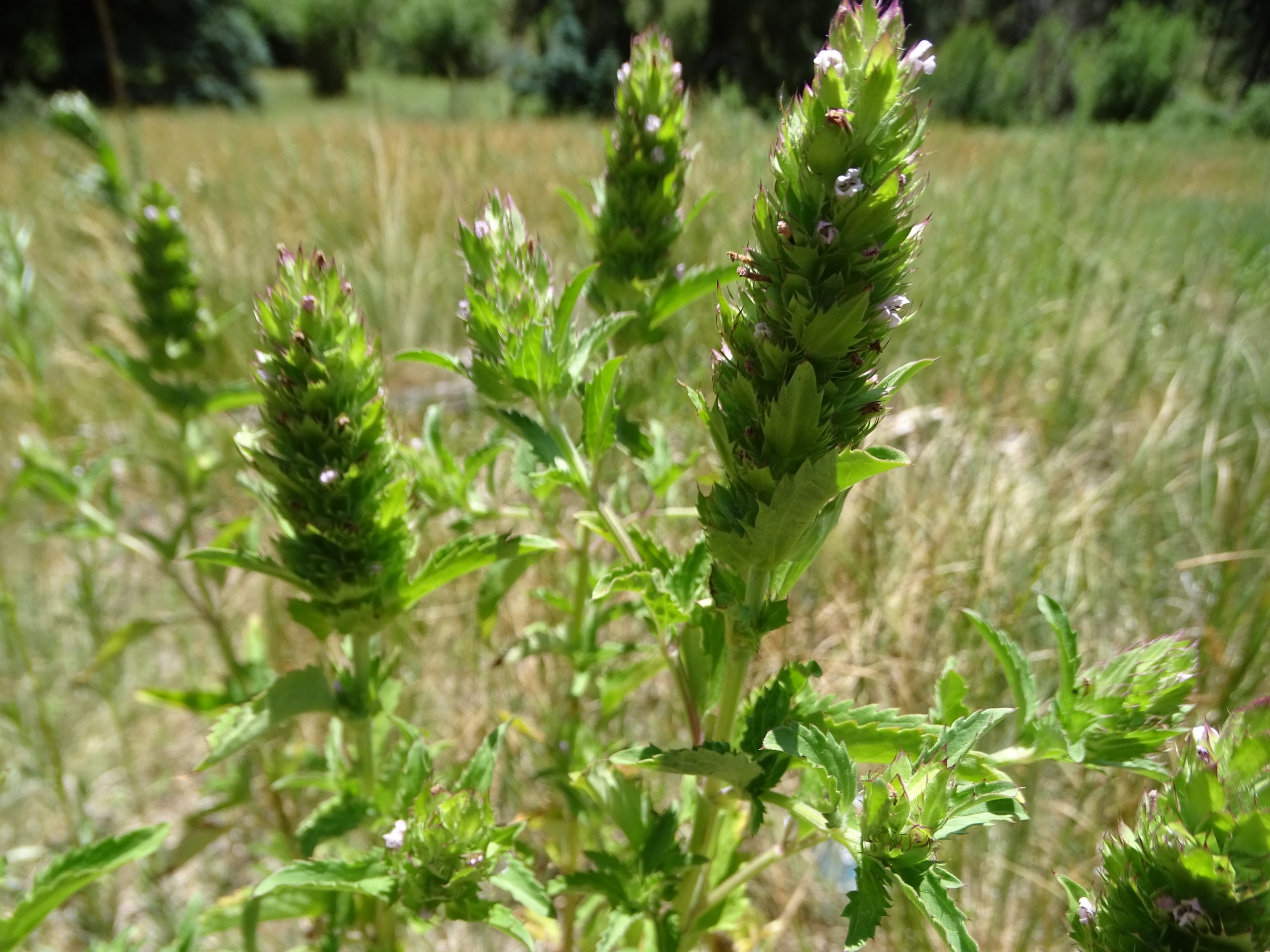 Dracocephalum parviflorum