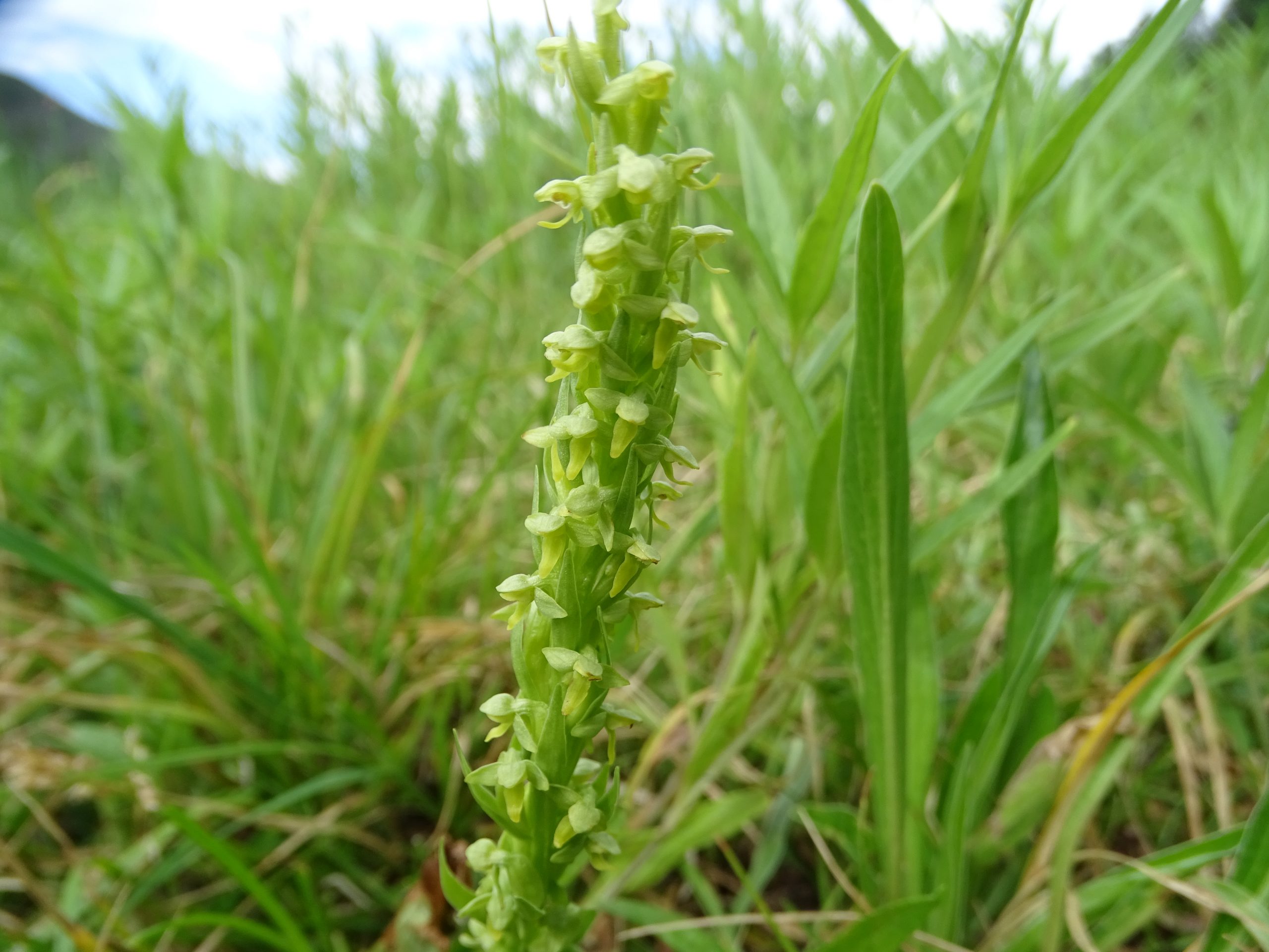 Platanthera aquilonis