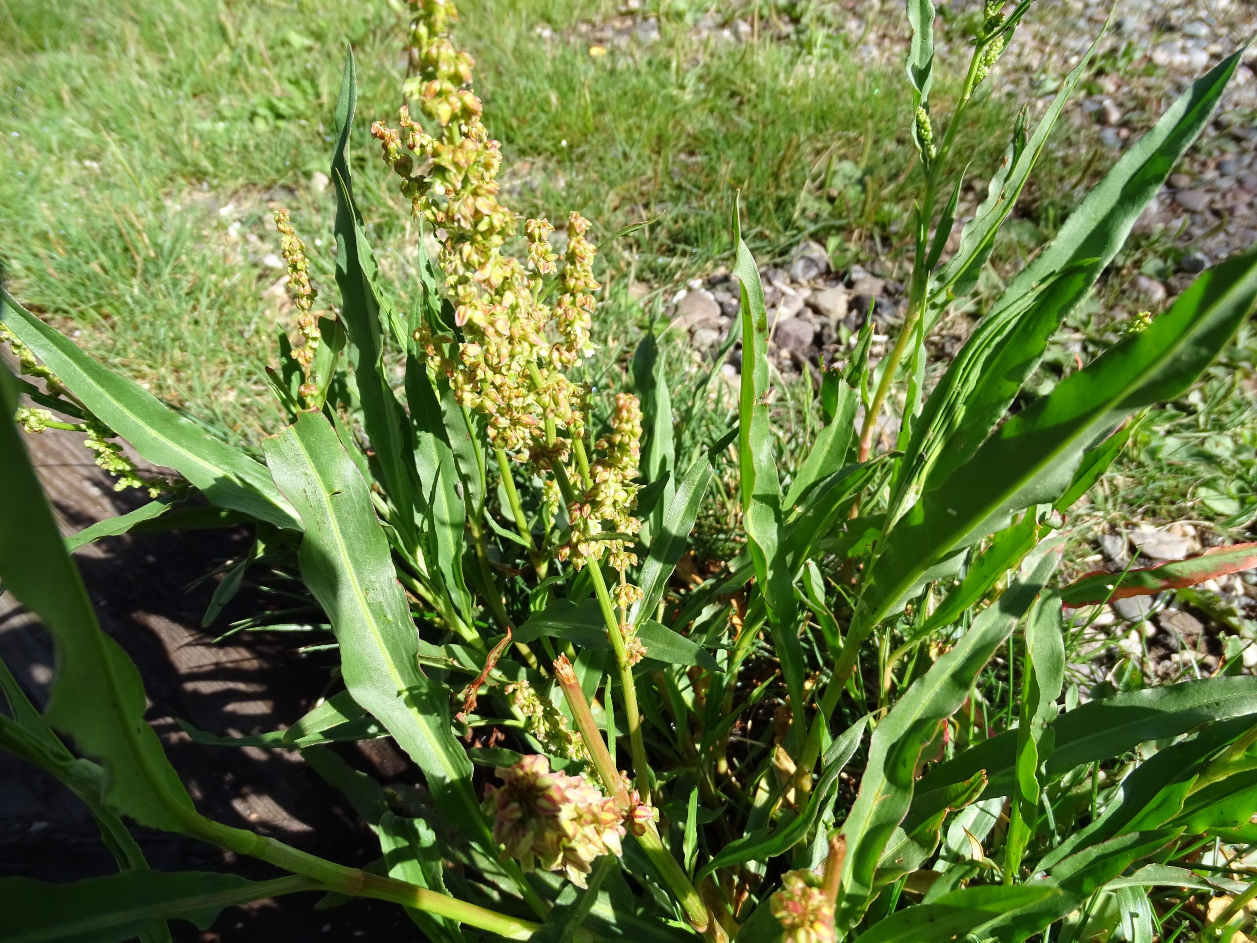 Rumex altissimus