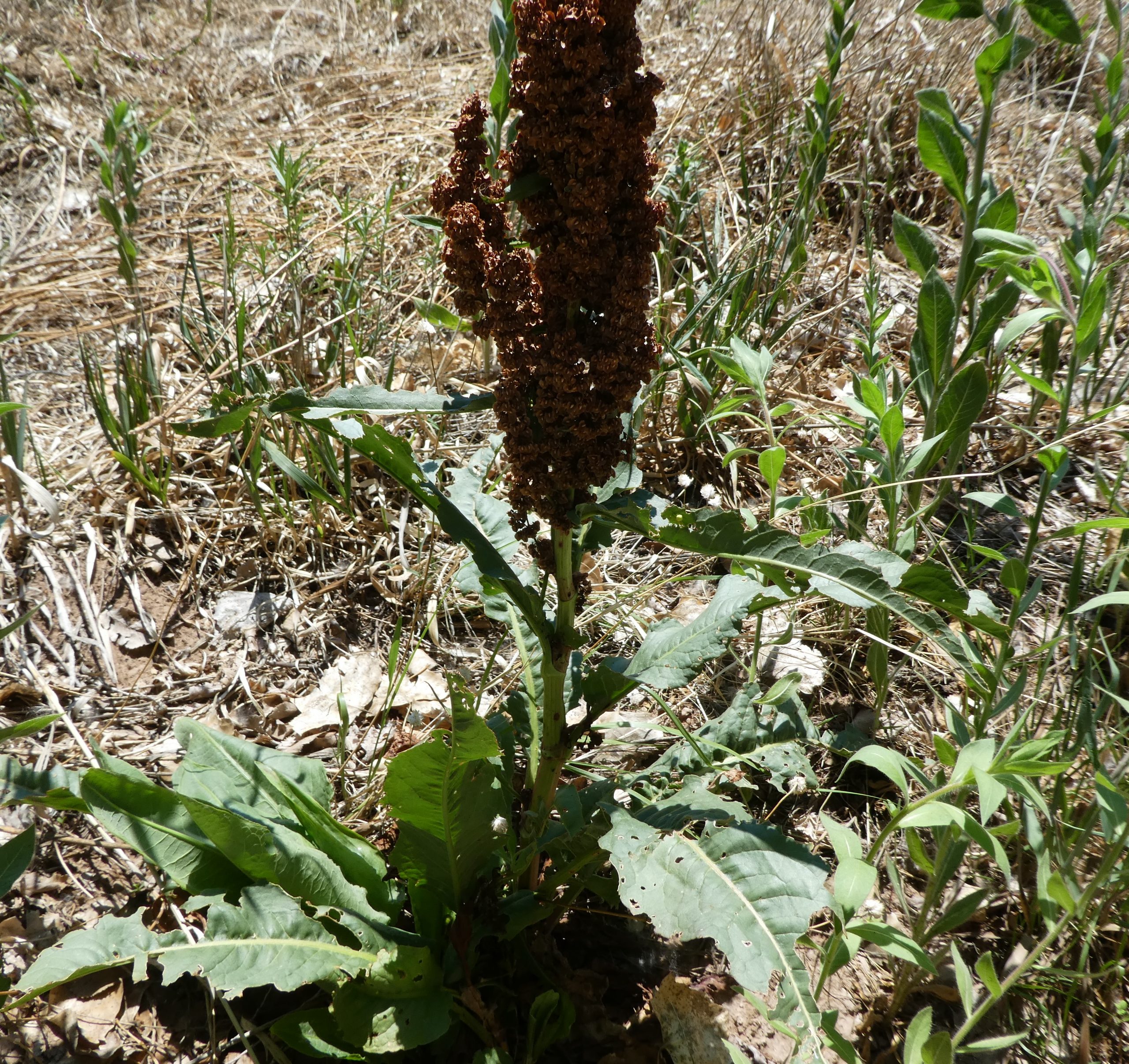 Rumex crispus