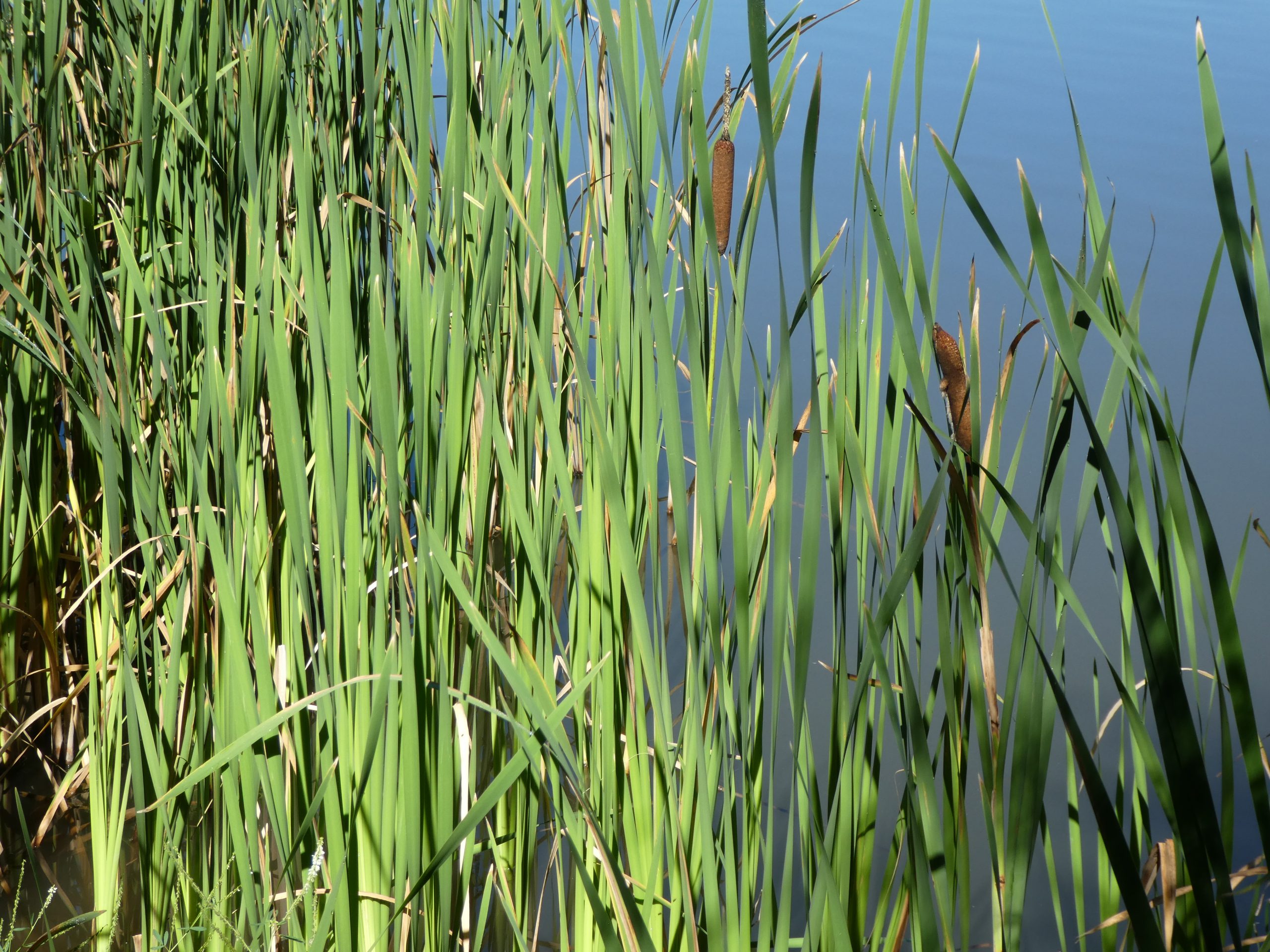 Typha species